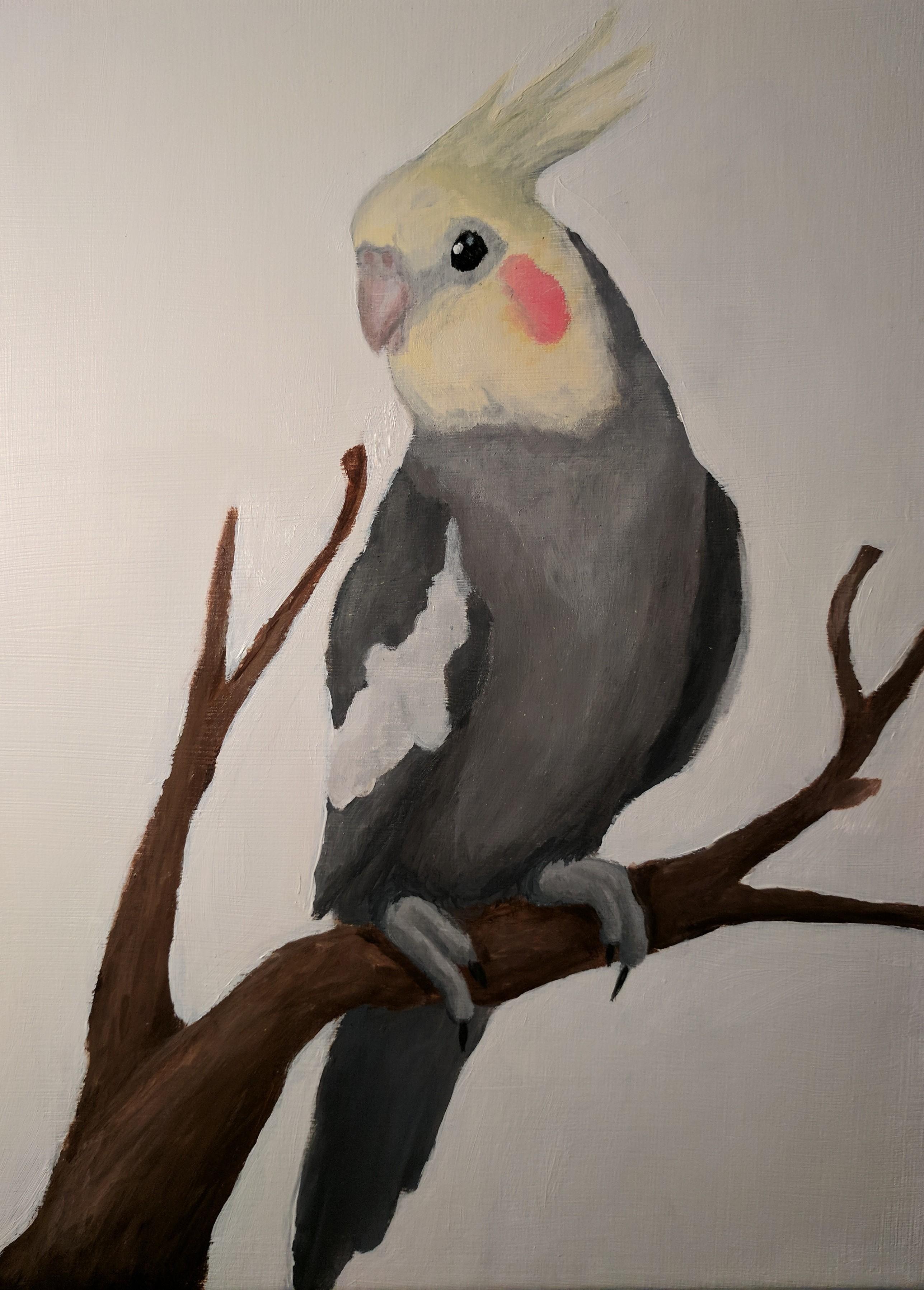 Cockatiel, 10"x 14", Acrylic on canvas r/painting