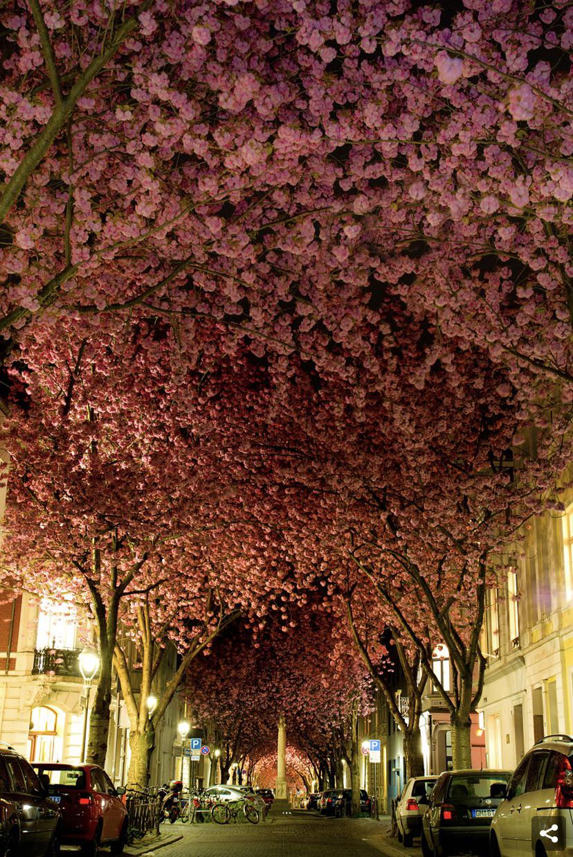 Bonn, Germany. The flowers are so thick that my mind almost can’t