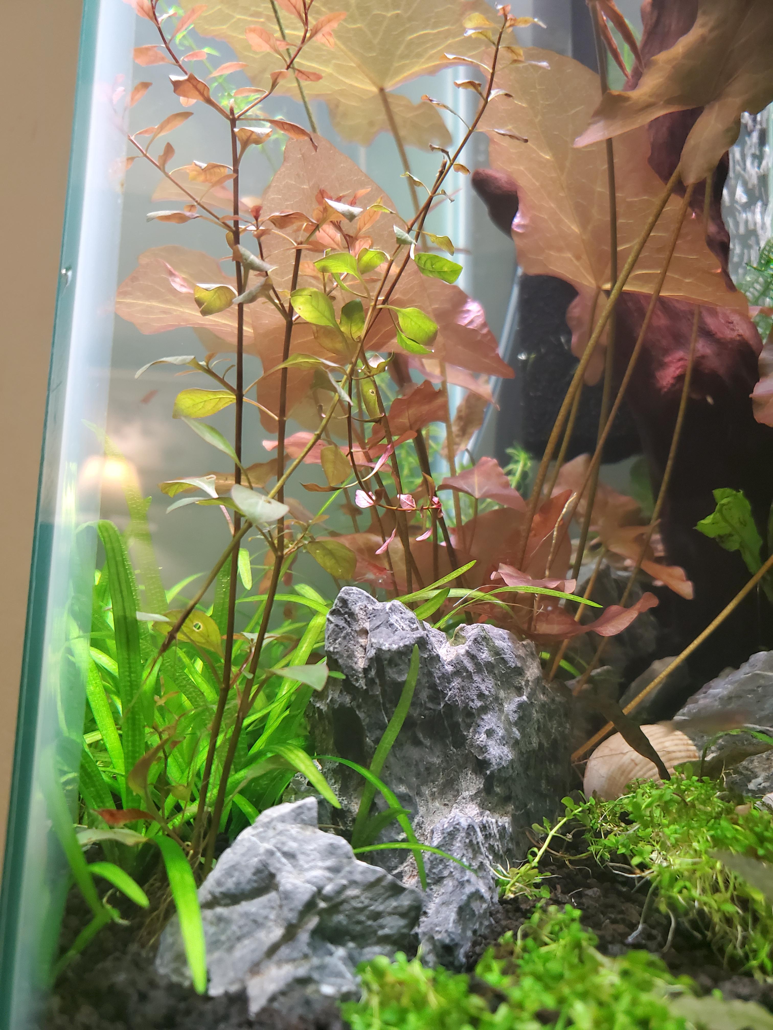 Stem plants melting from the bottom up r/PlantedTank