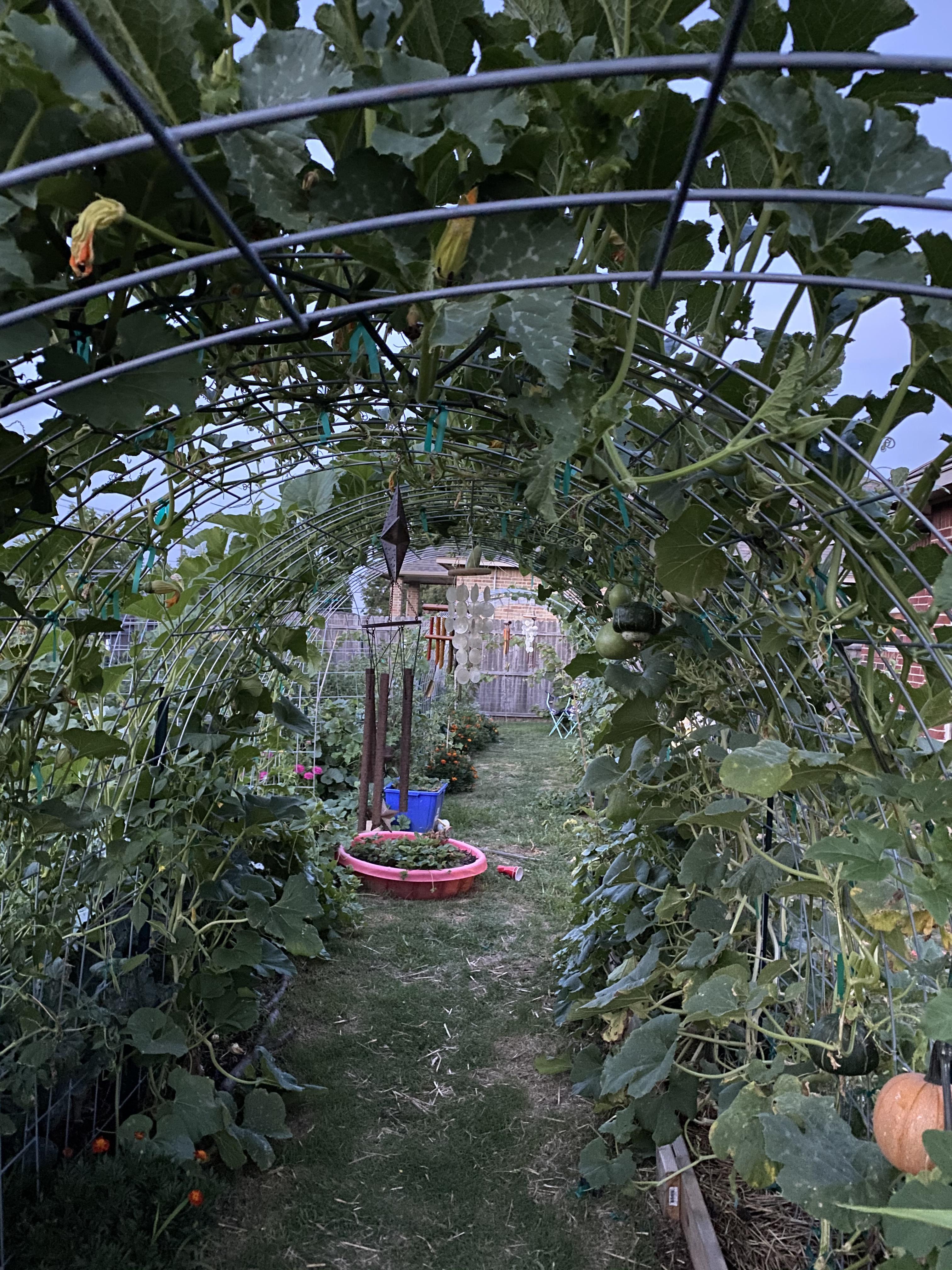 How cool is a winter squash tunnel? : r/gardening