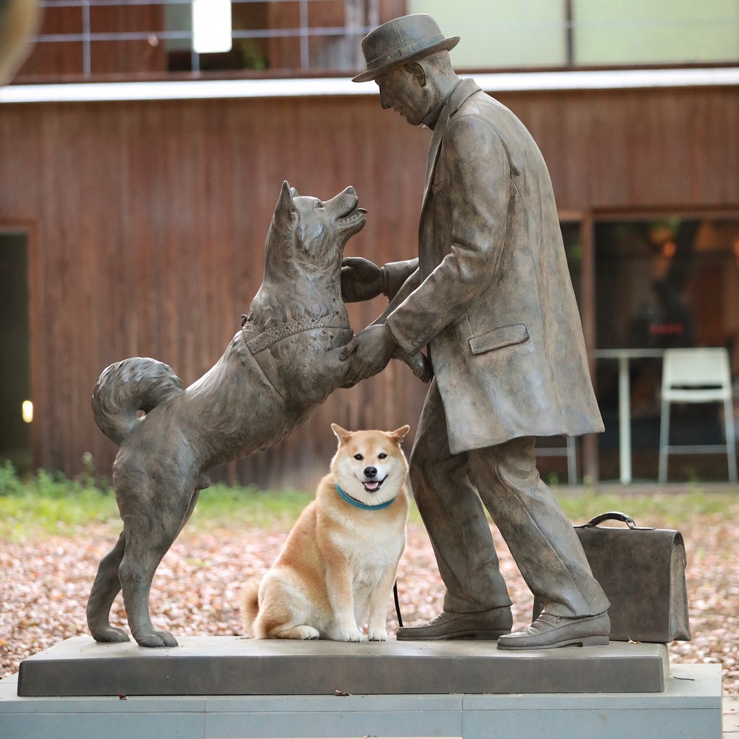 A Shiba Inu posing at a variation of Hachiko the loyal dog statue r/aww