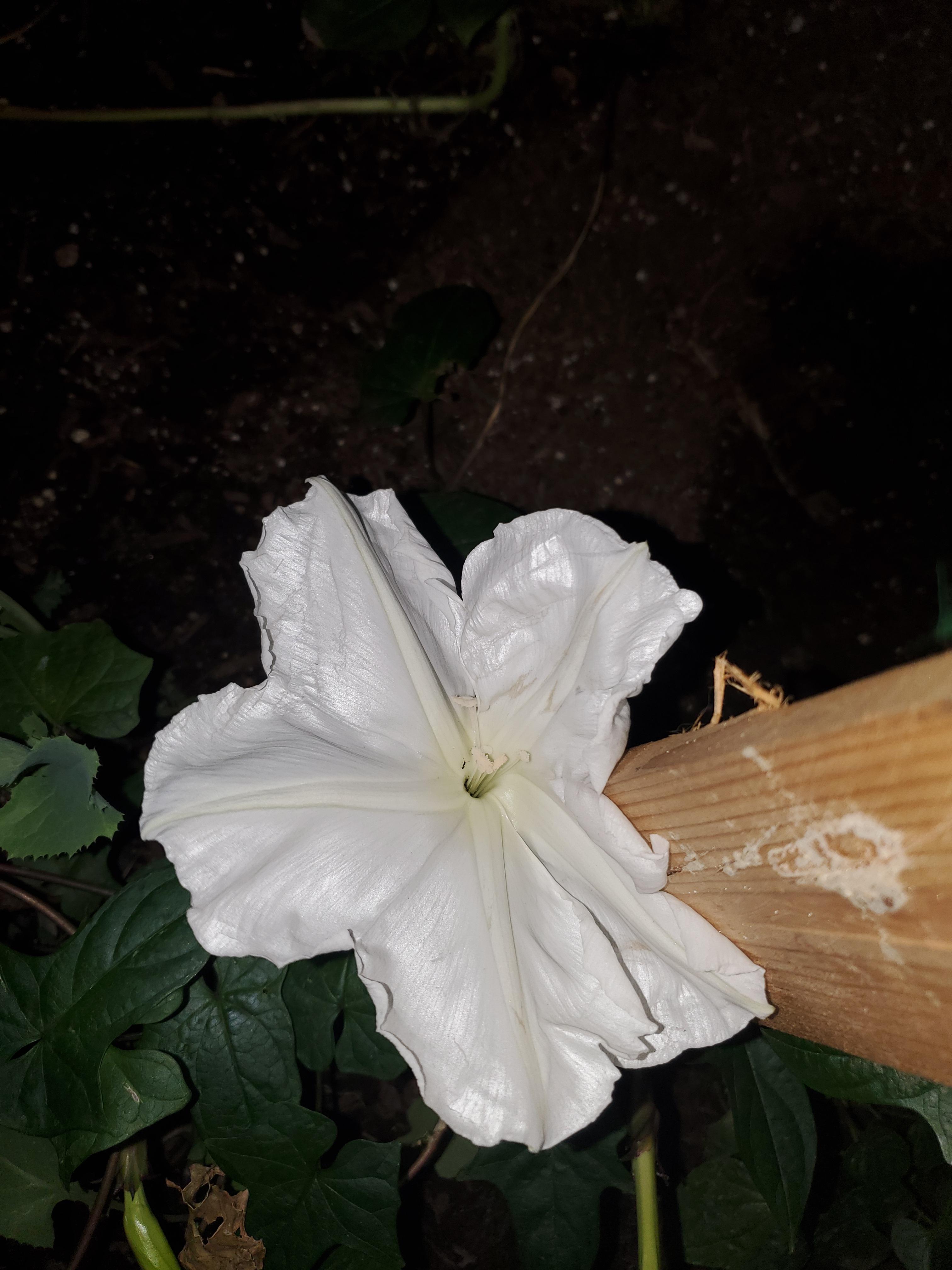 I had my first moonflower bloom the other night! r/gardening