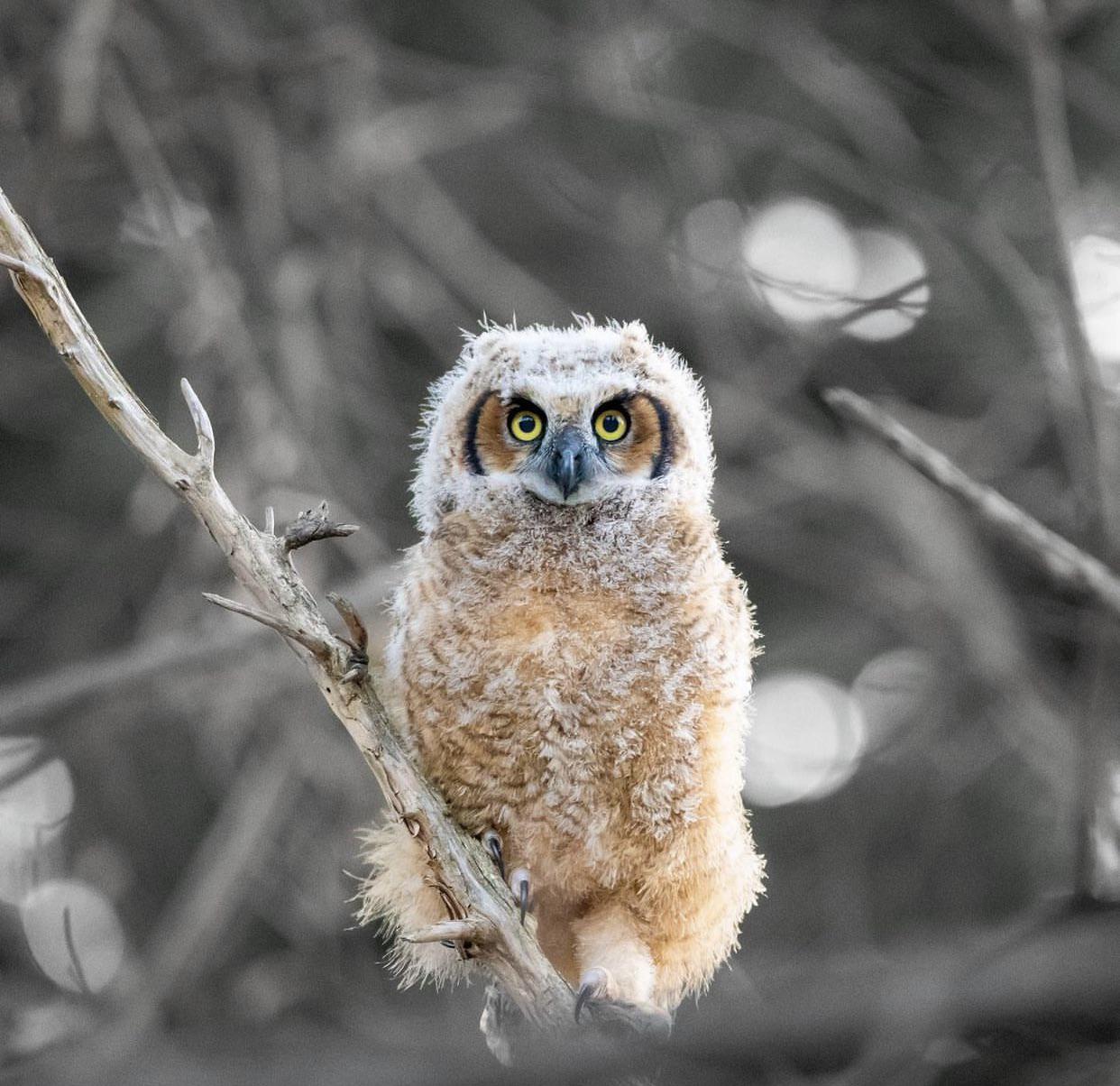 Great Horned Owlet 🦉 r/Owls