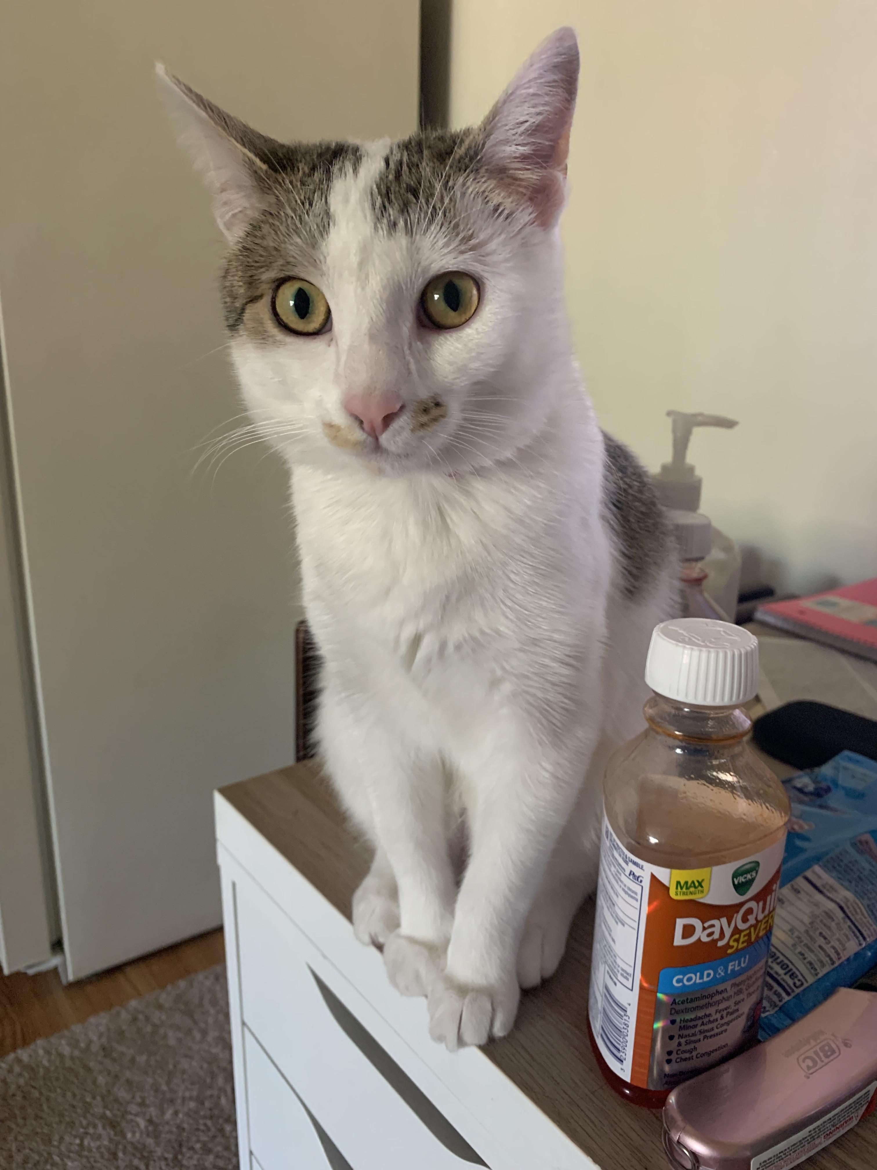 My best friends cat (1 year old) very suddenly passed the other day, I