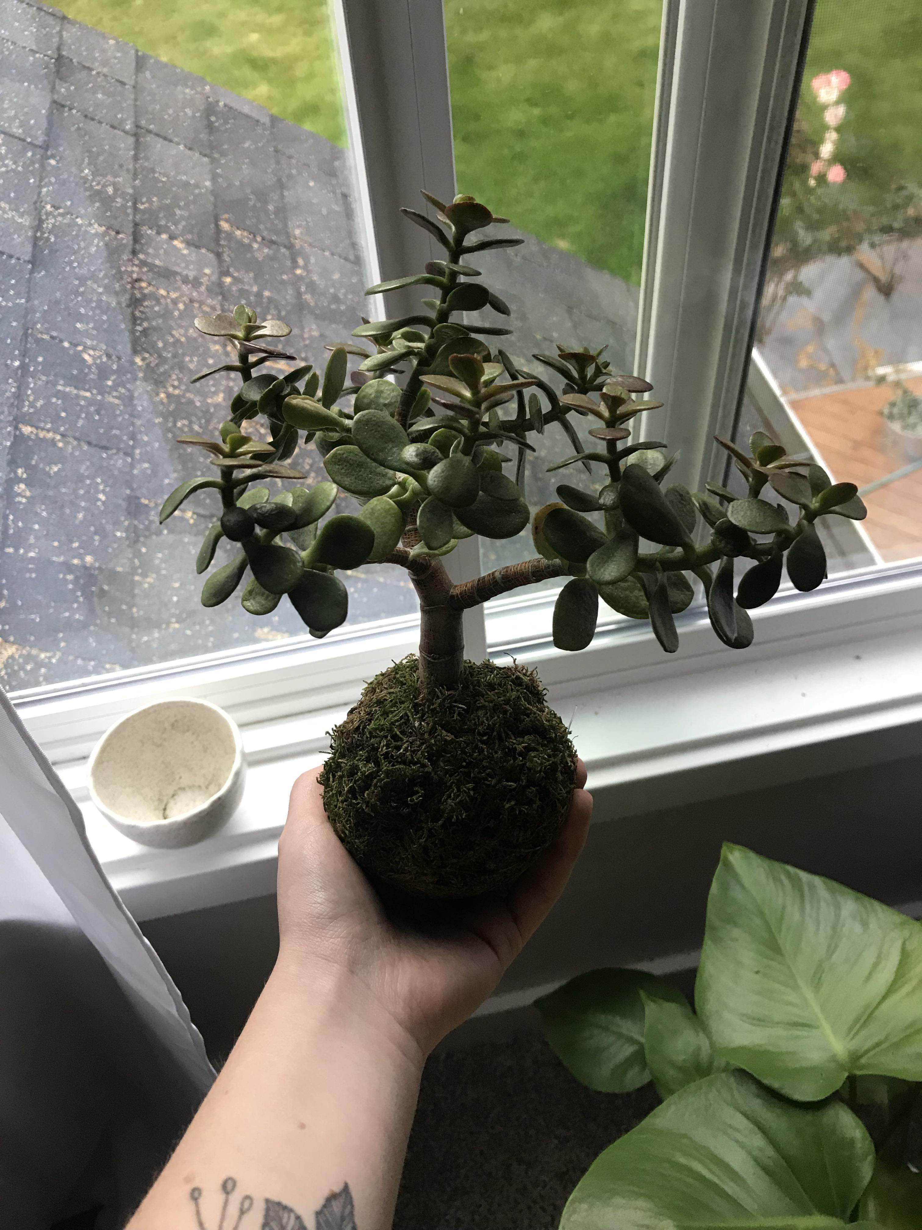 my first plant I ever got! a cute lil kokedama jade plant. it’s been