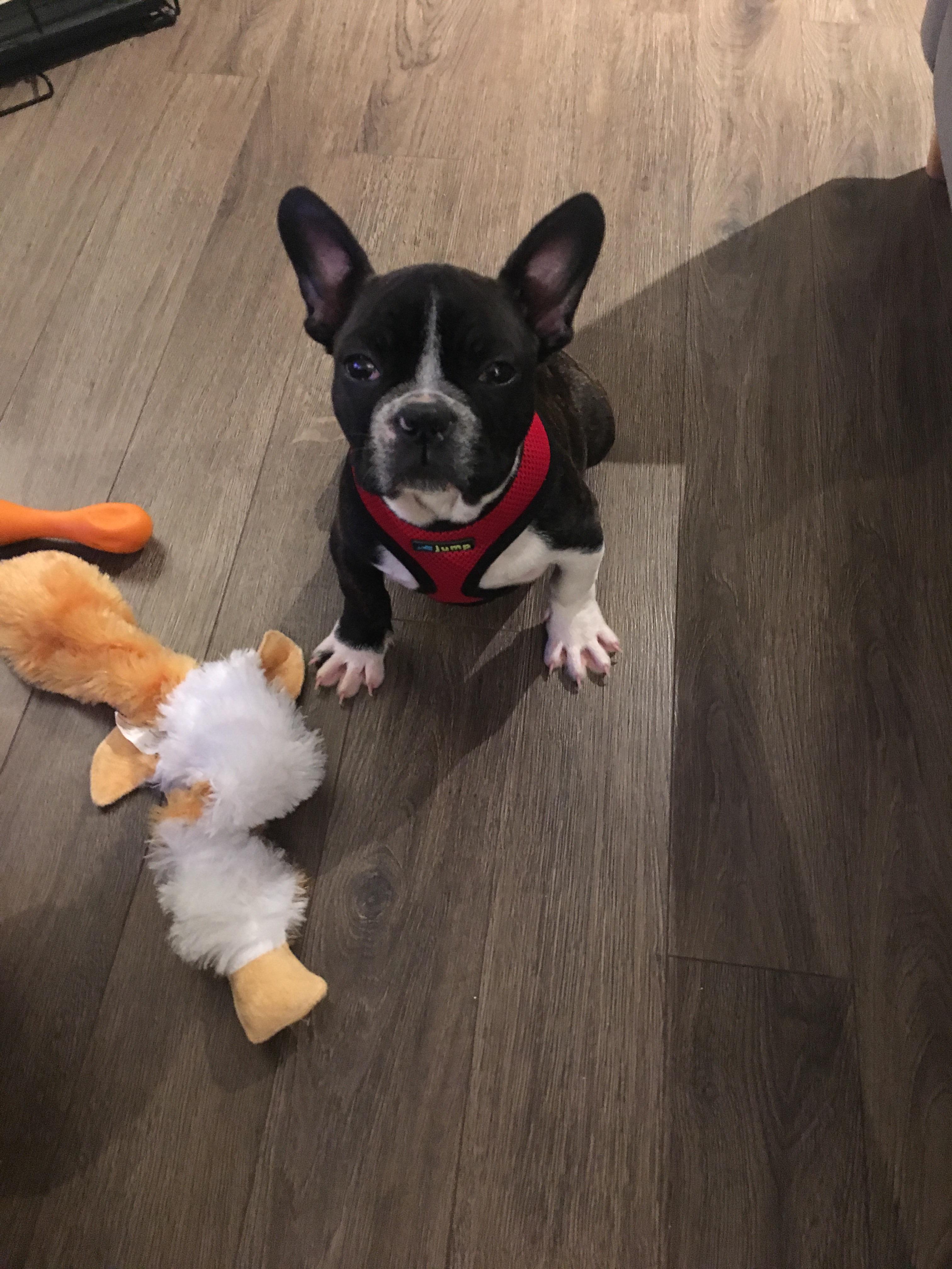 Vet for a new puppy? r/ottawa