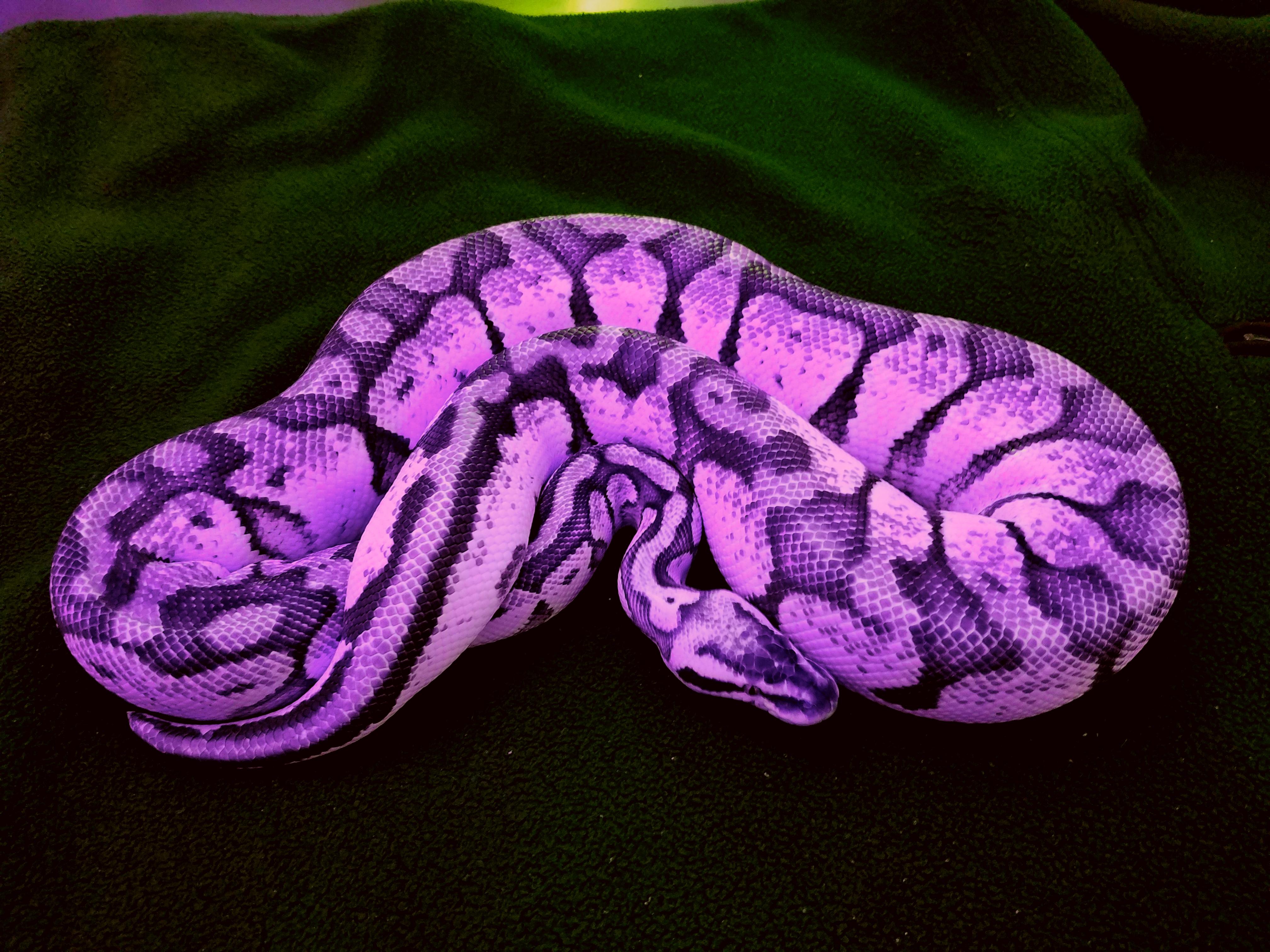 The purple nurple gene (rare) r/snakes