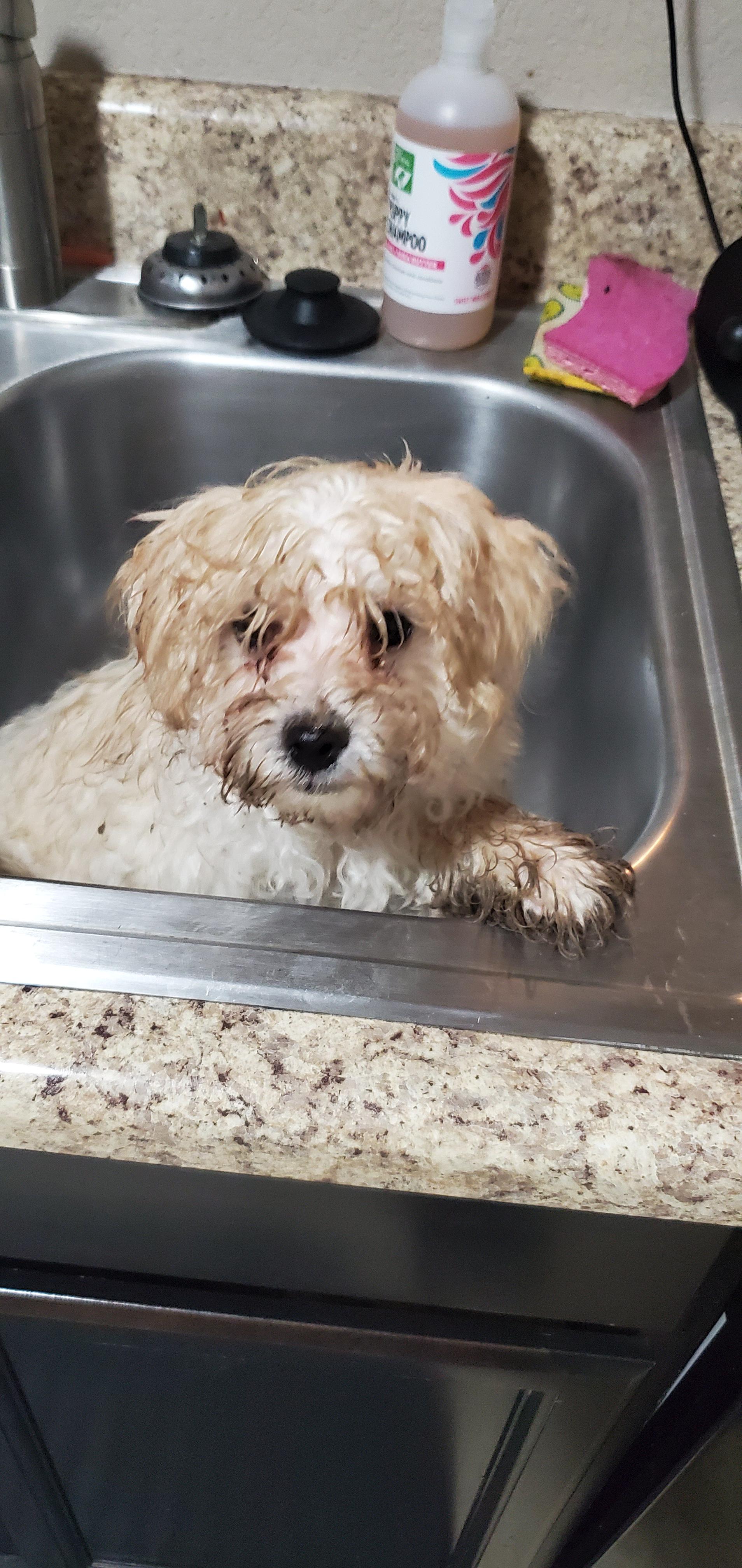 Does anyone know what this is around my Maltipoo's nose? Maltipoo