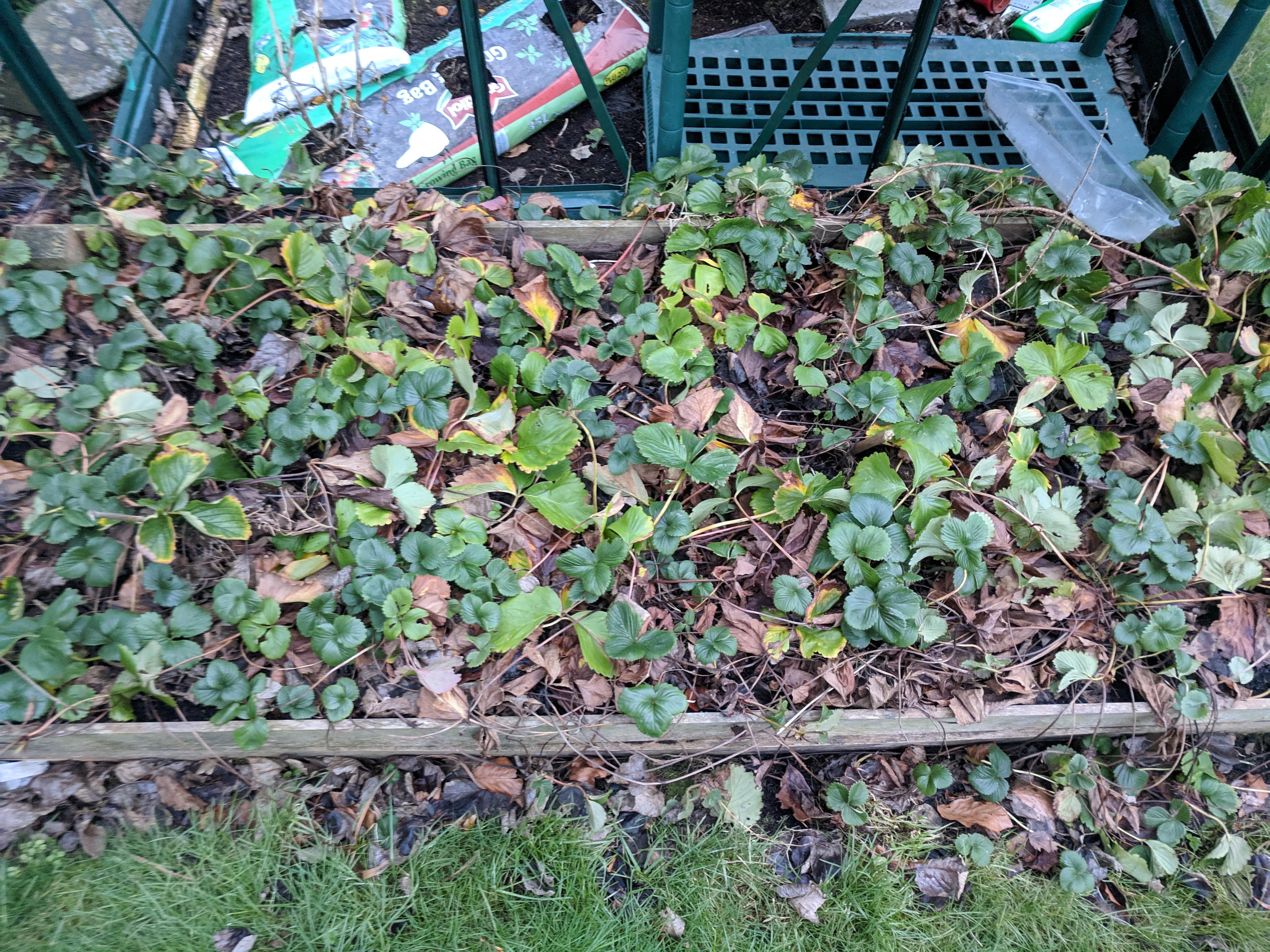 How to repot dads old strawberries? what stays and goes? what needs cut