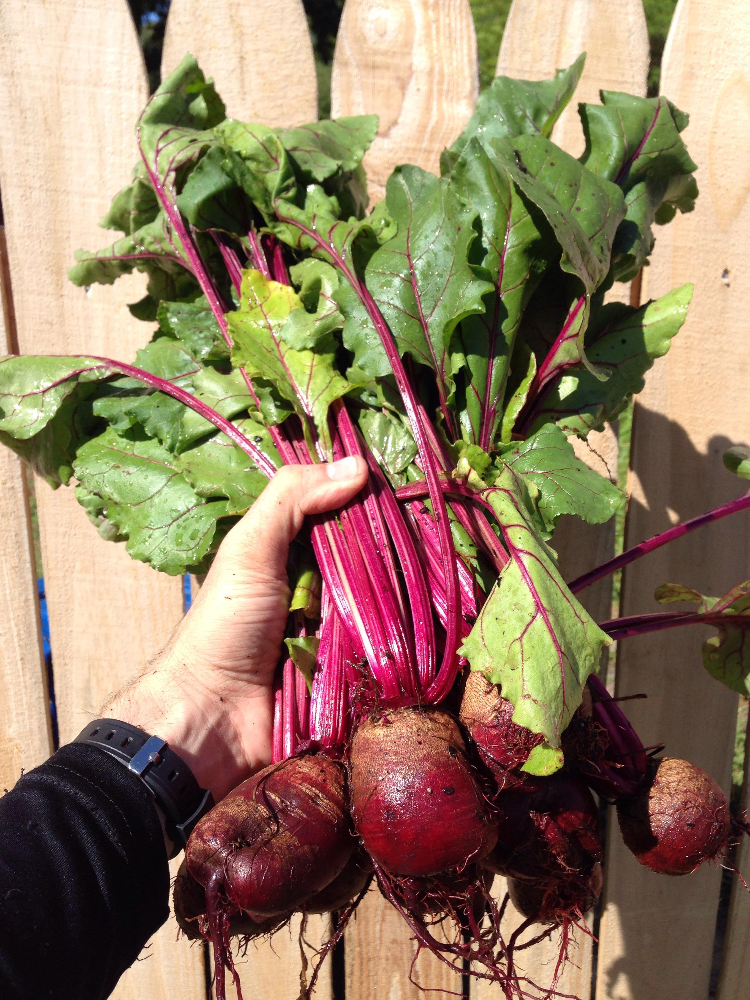My first beet harvest ) r/gardening