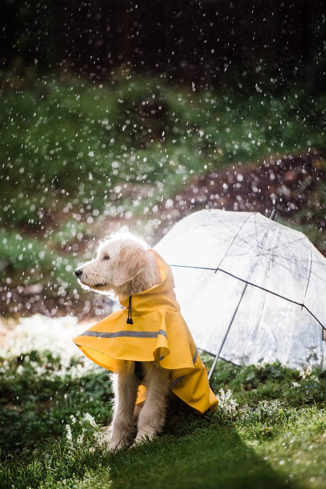 Our 5 monthold doodle & a rainy spring day. r/Goldendoodles