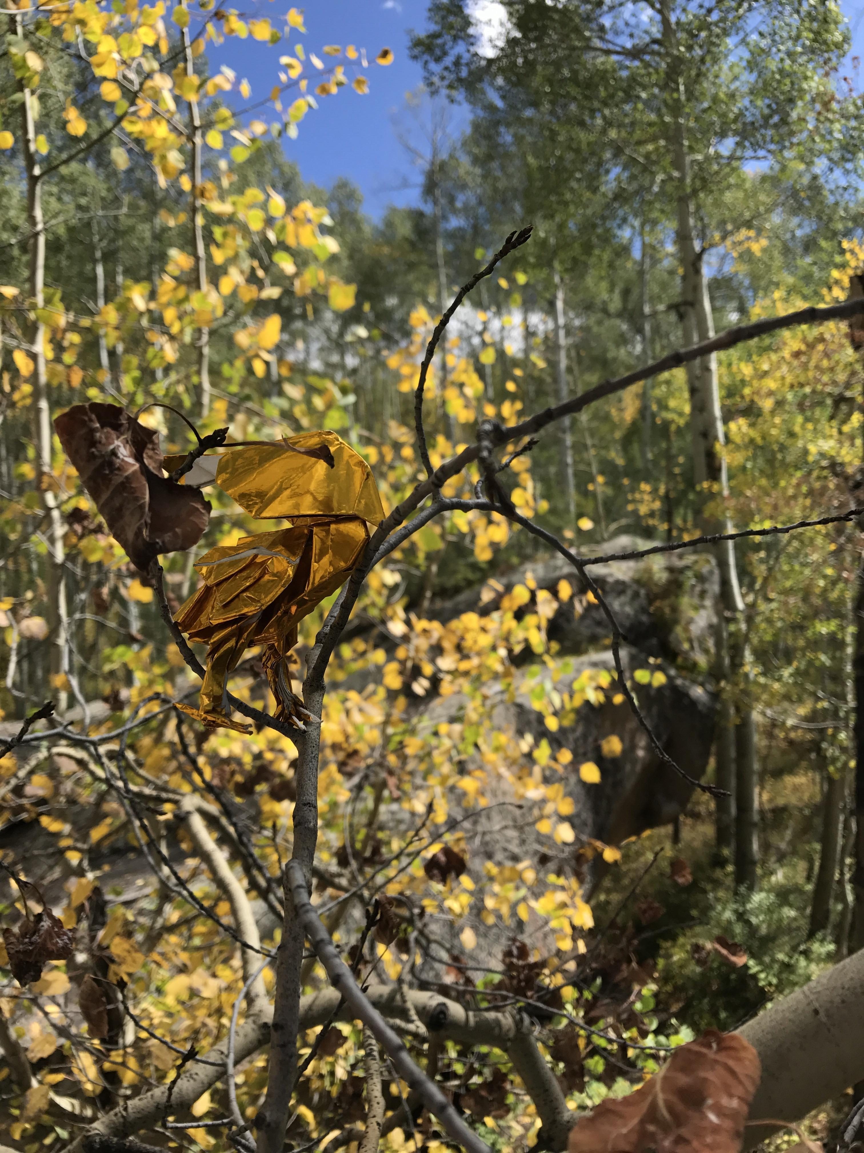 Origami Yellow bird by Satoshi Kamiya in the yellow aspens. Larger and
