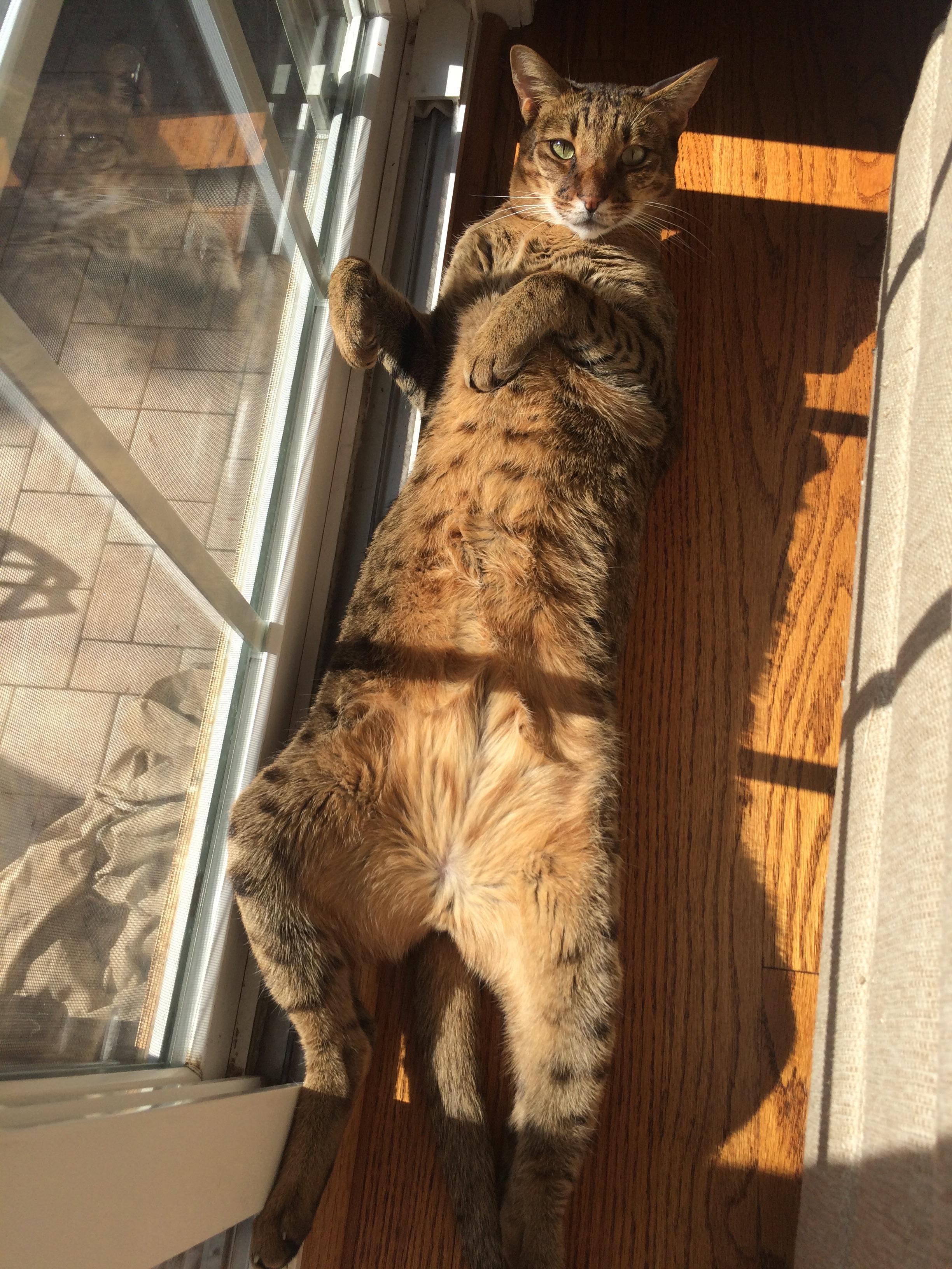 Super Whisper Collection Jarvis aka Big Boy our 20 pound cat.