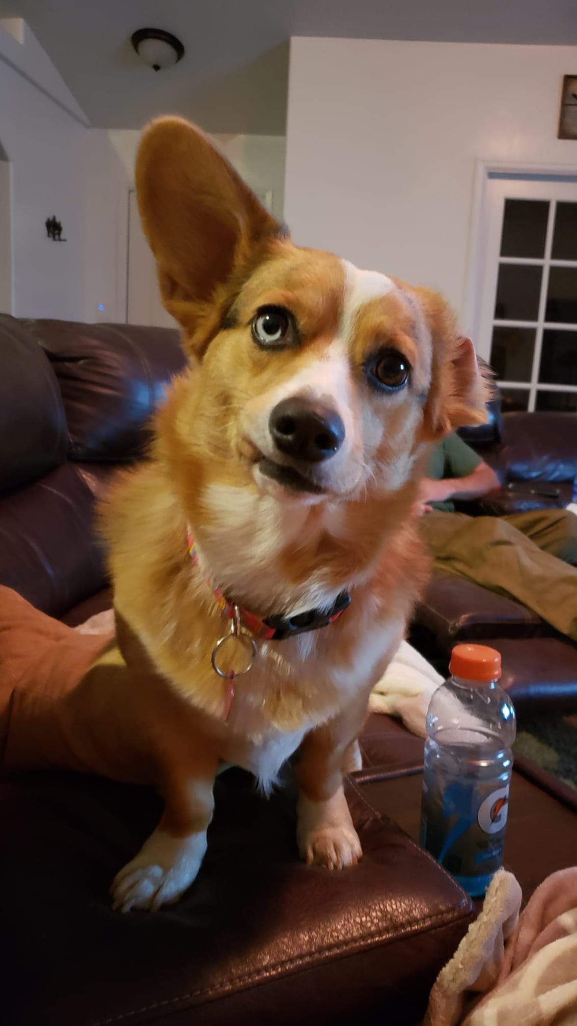 Broken. r/WhatsWrongWithYourDog