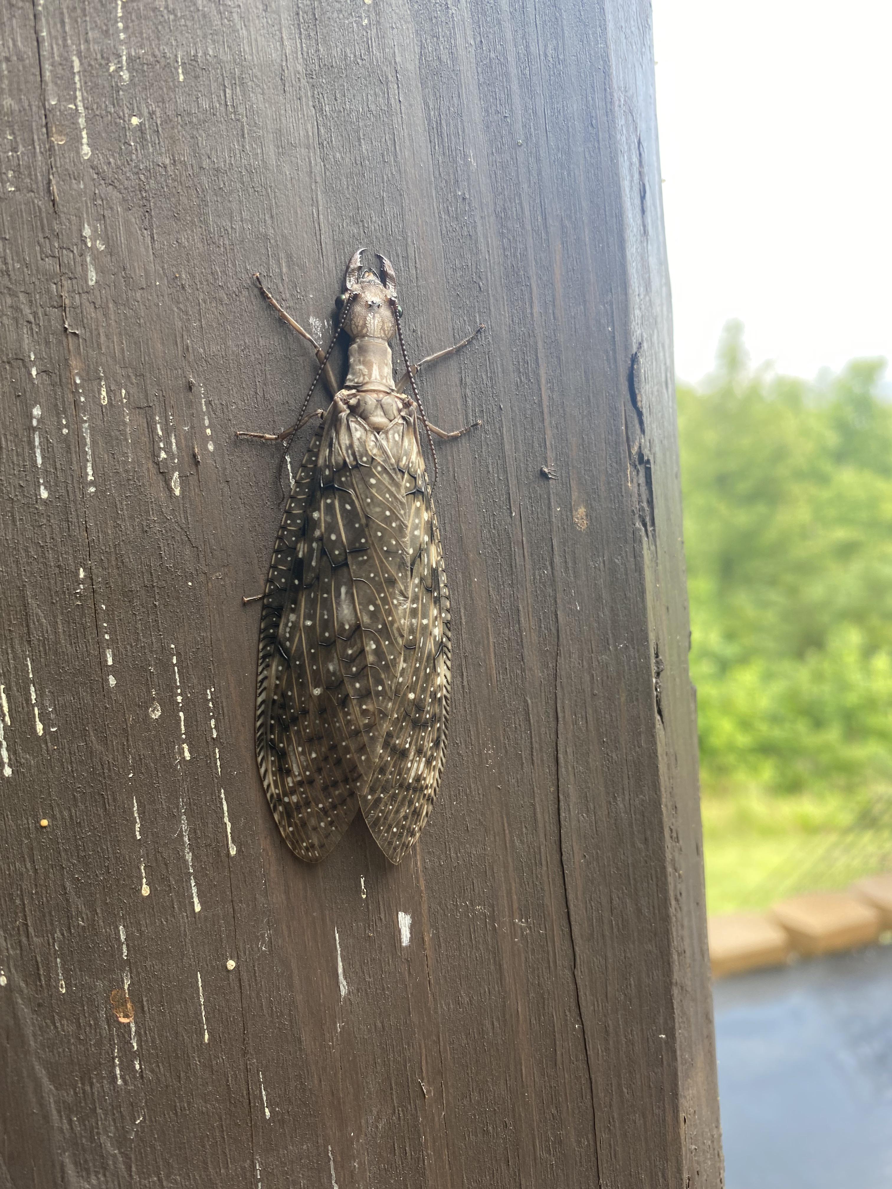 34" long flying bug with large mouth pincers found in North Carolina