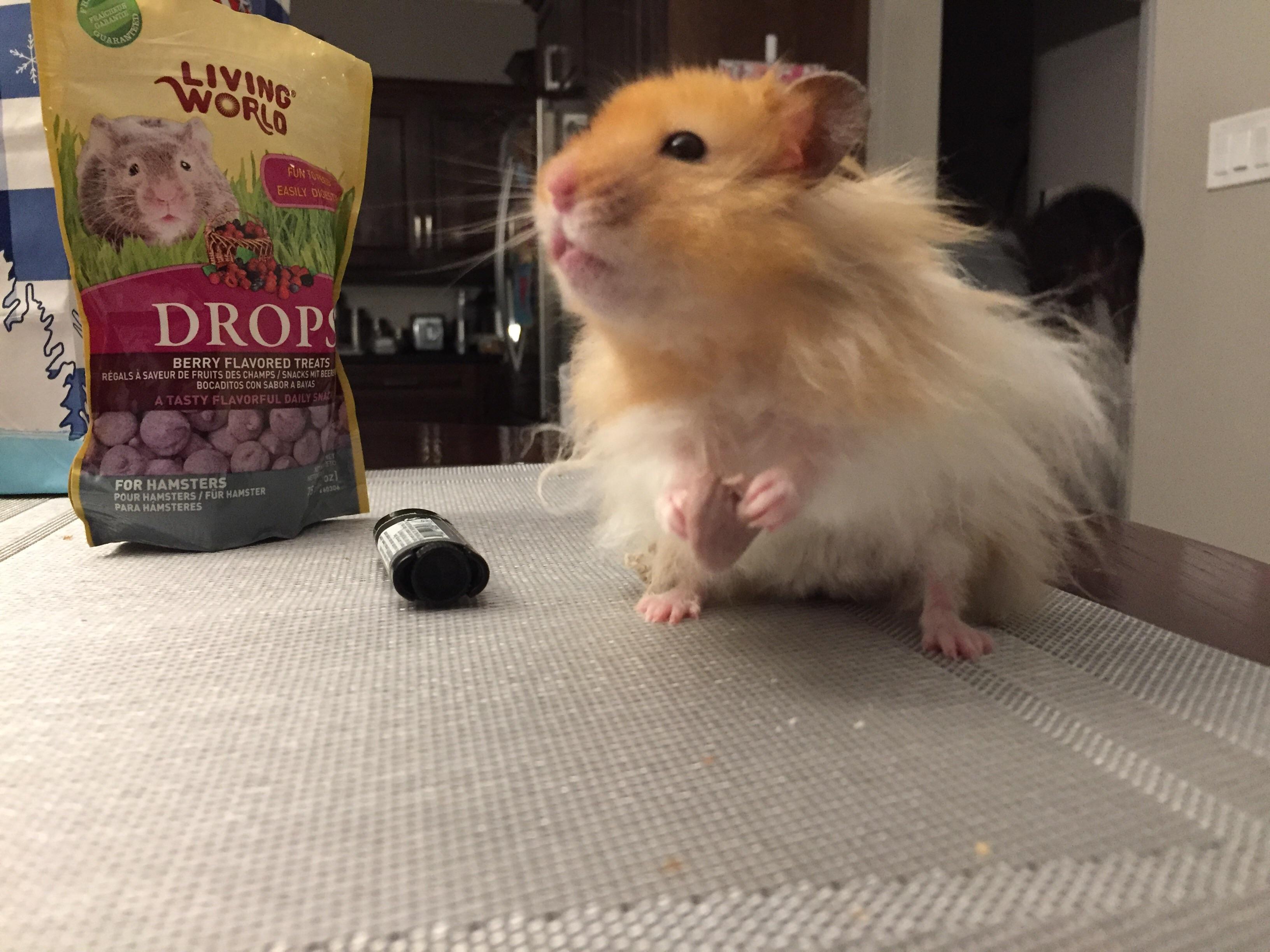 Buddy loves his yogurt drops 🐹💕 r/hamsters