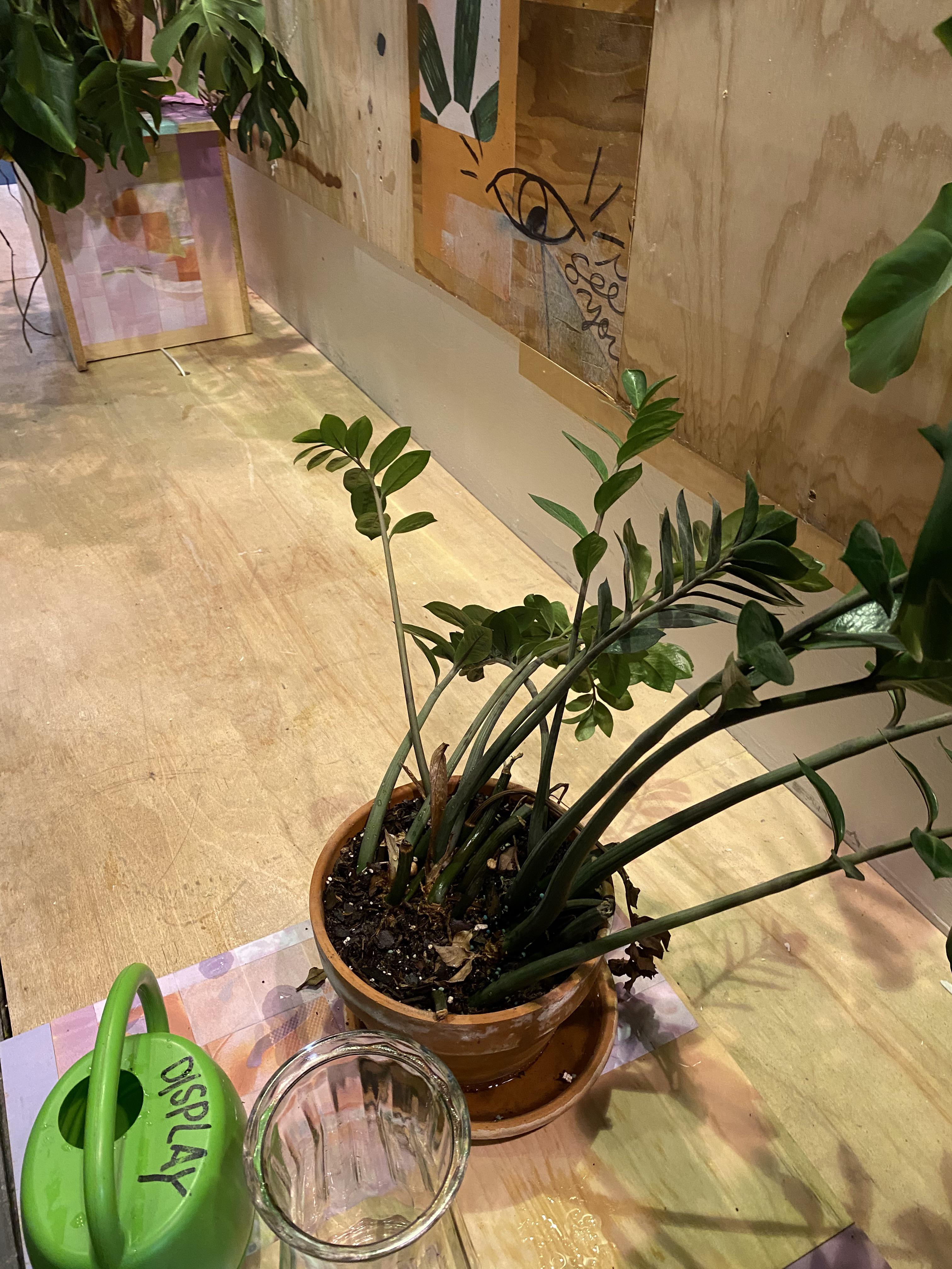 ZZ plant heavy legs! This is my job’s zz plant! Last time I watered it