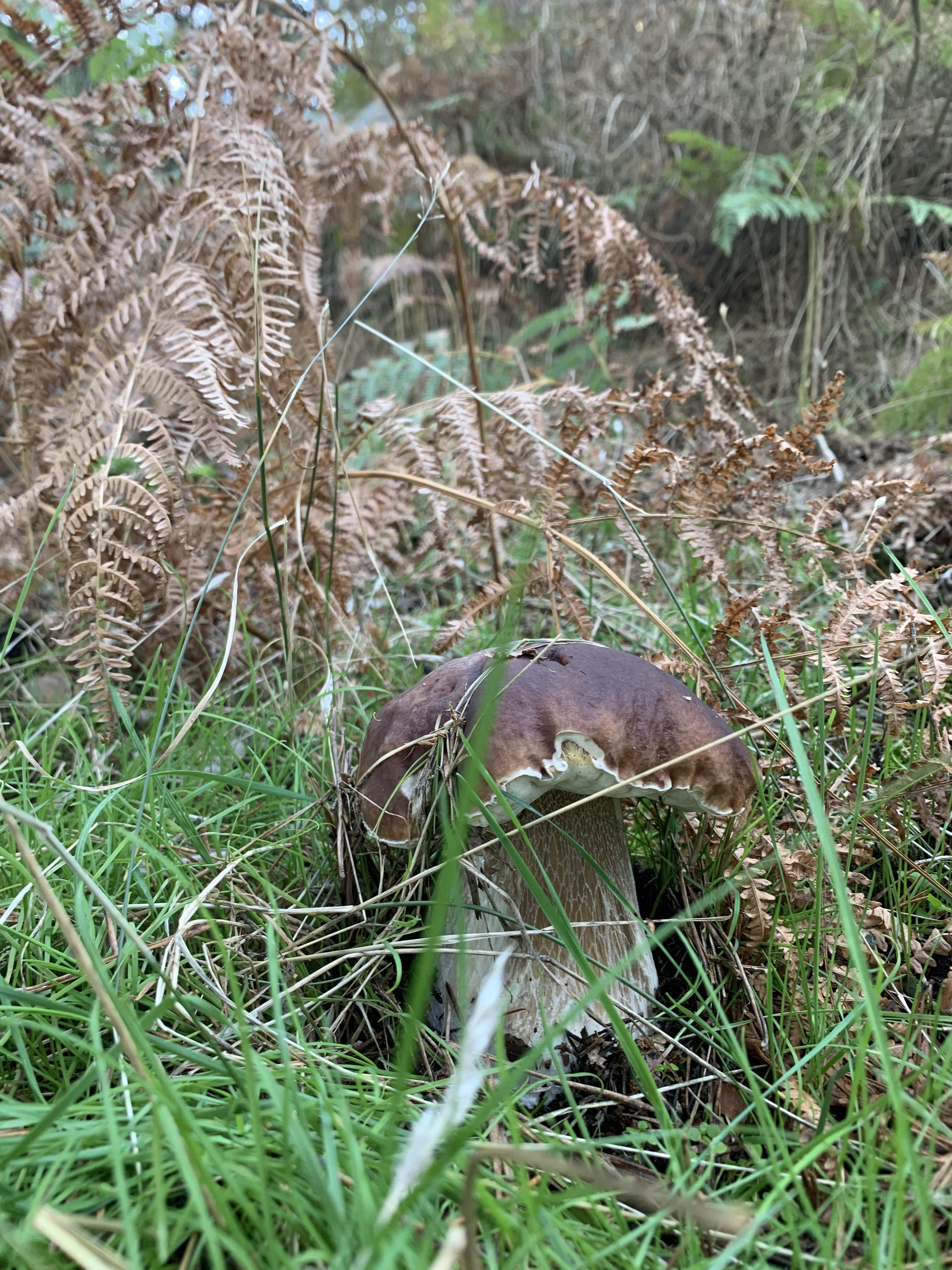 Spanish porcini r/mycology