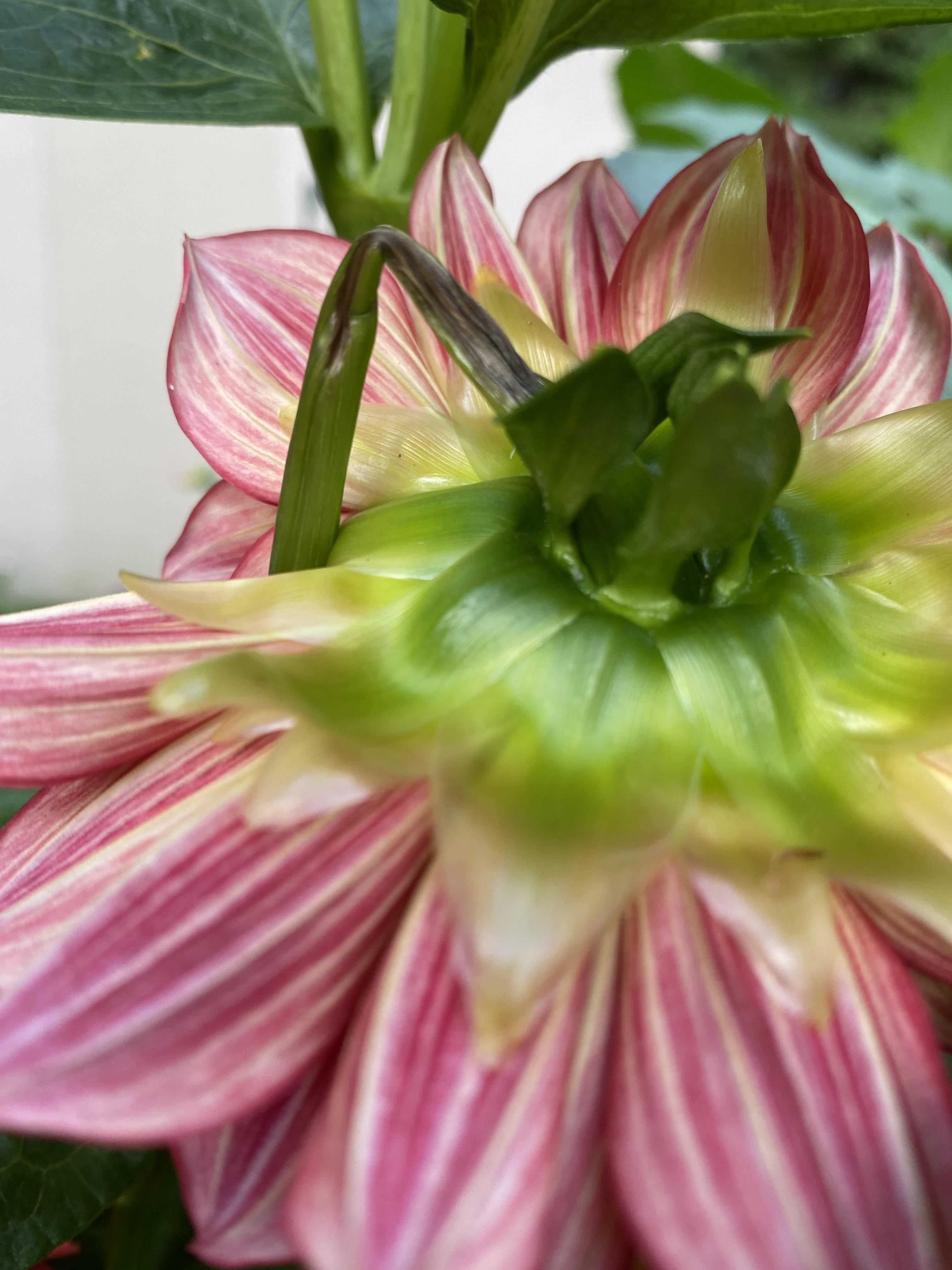 Why does this happen to some of my flower buds? r/dahlias