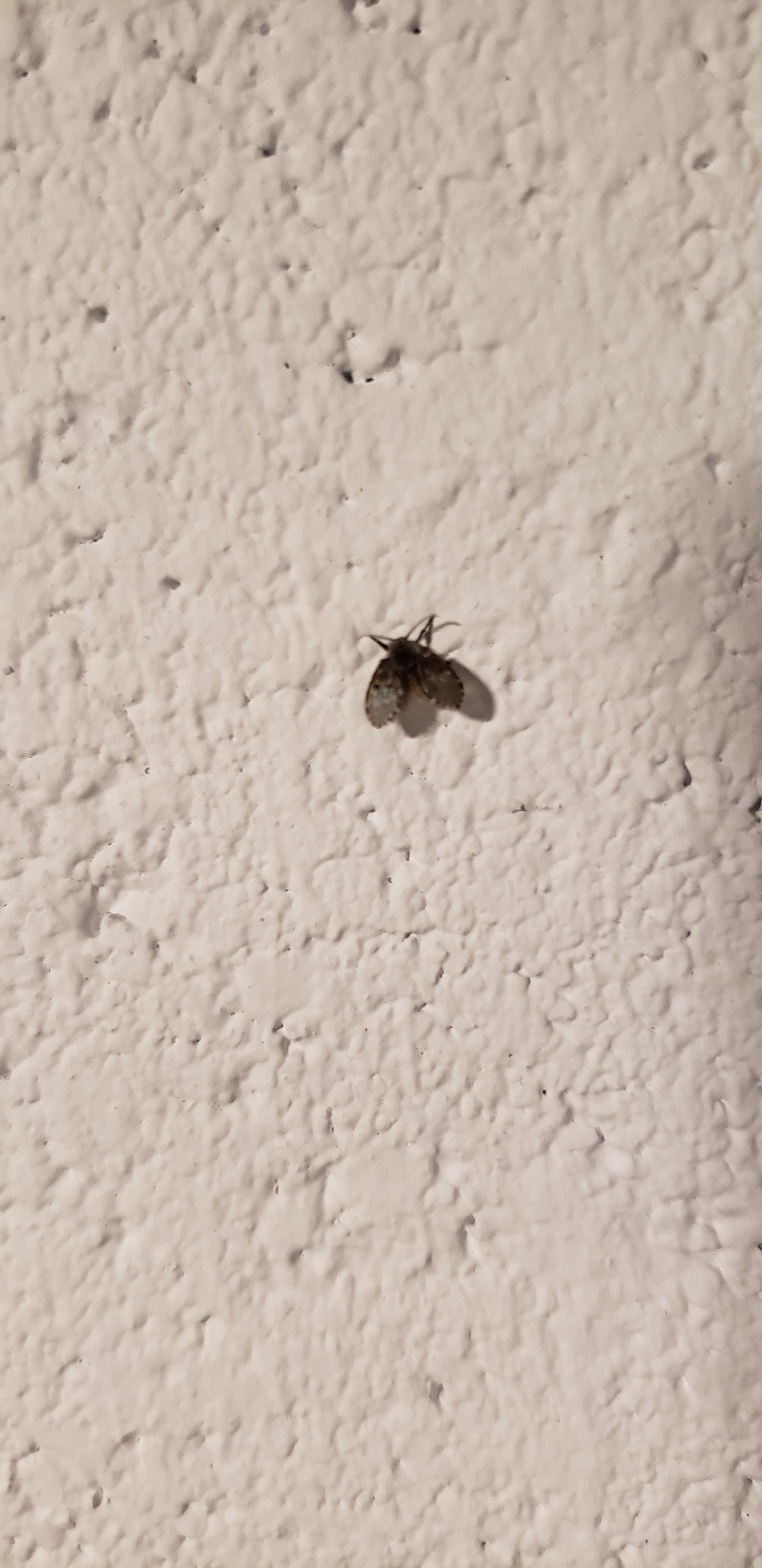What are these tiny flies that have suddenly appeared en masse in my