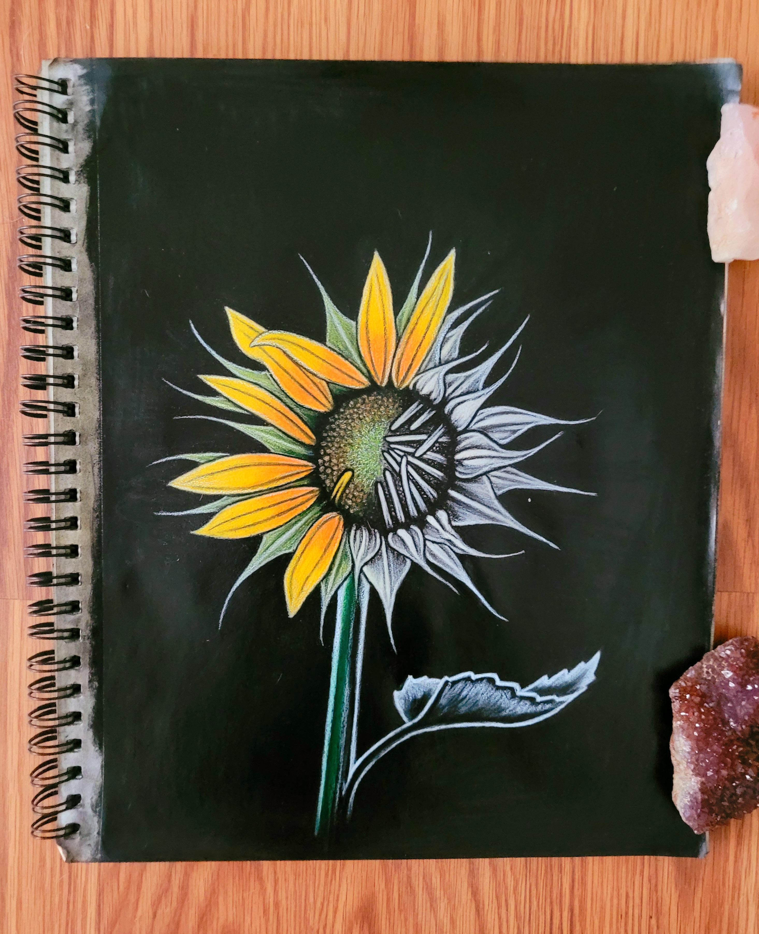 Half color, half black and white sunflower 🌻 drawin charcoal and