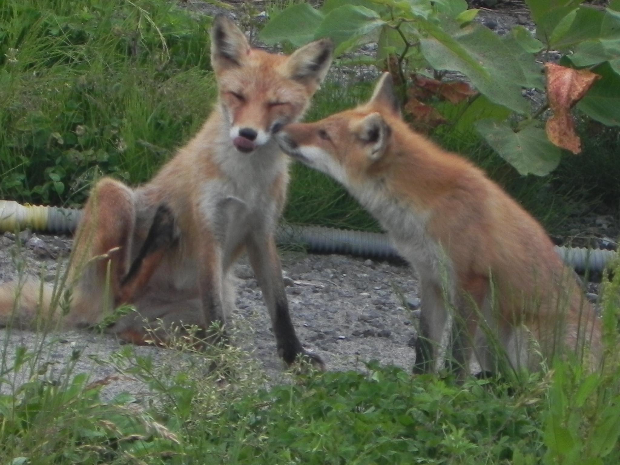Foxes in Hokkaido, Japan r/wildlifephotography