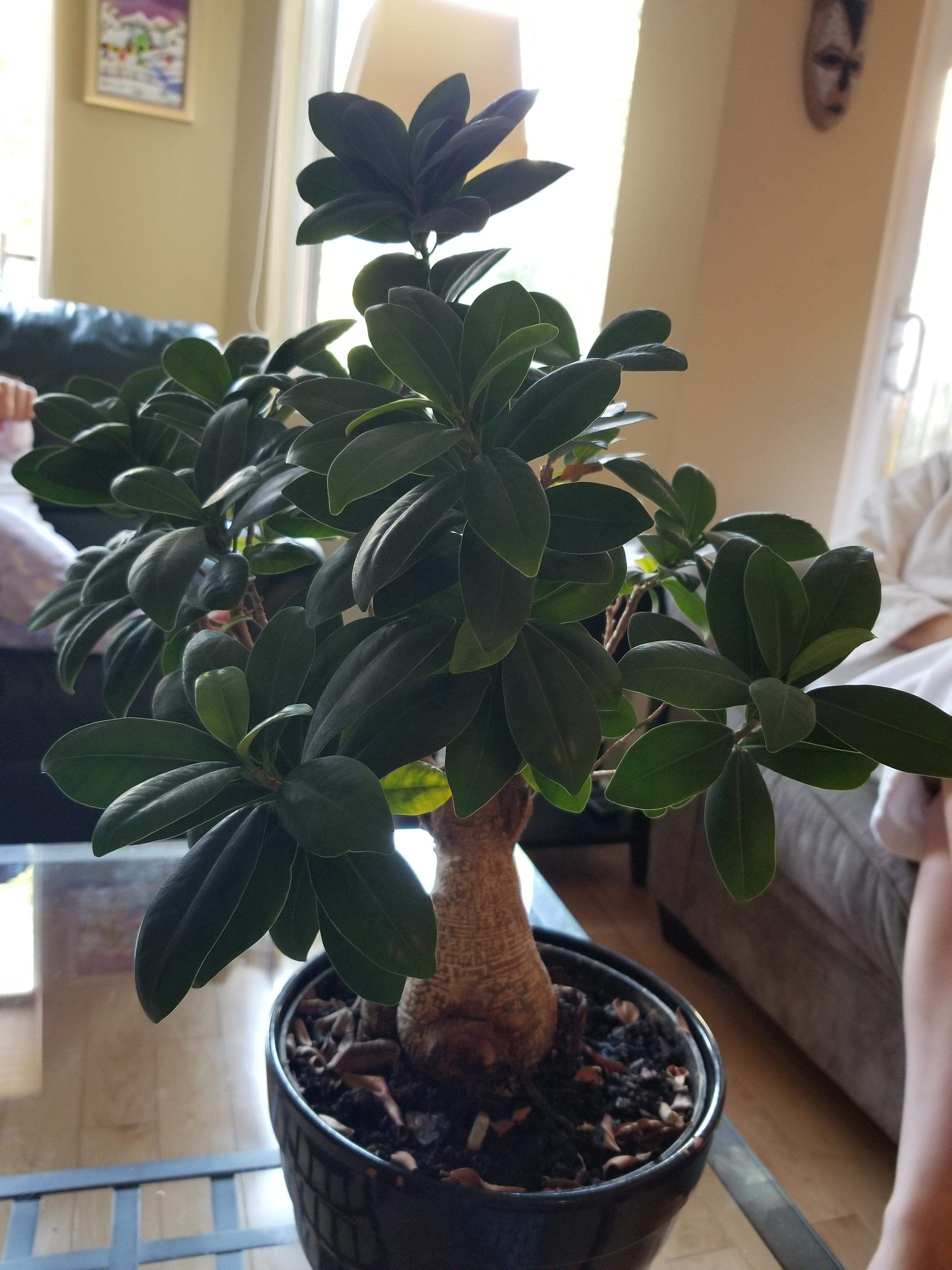 Waxy thick leaves, woody stem, about a foot high. Any idea what species