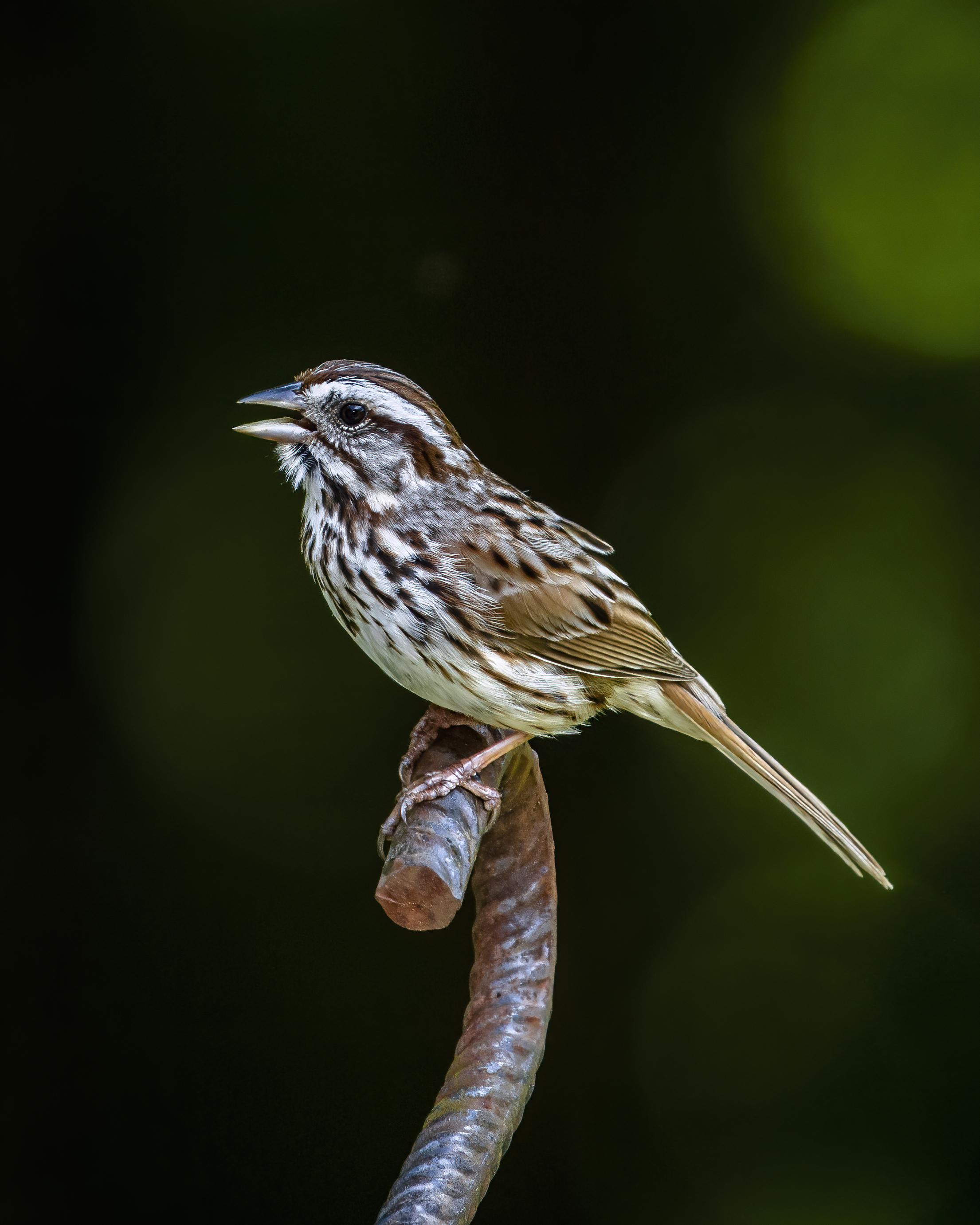 I usually avoid these types of perches in pictures, but the rebar