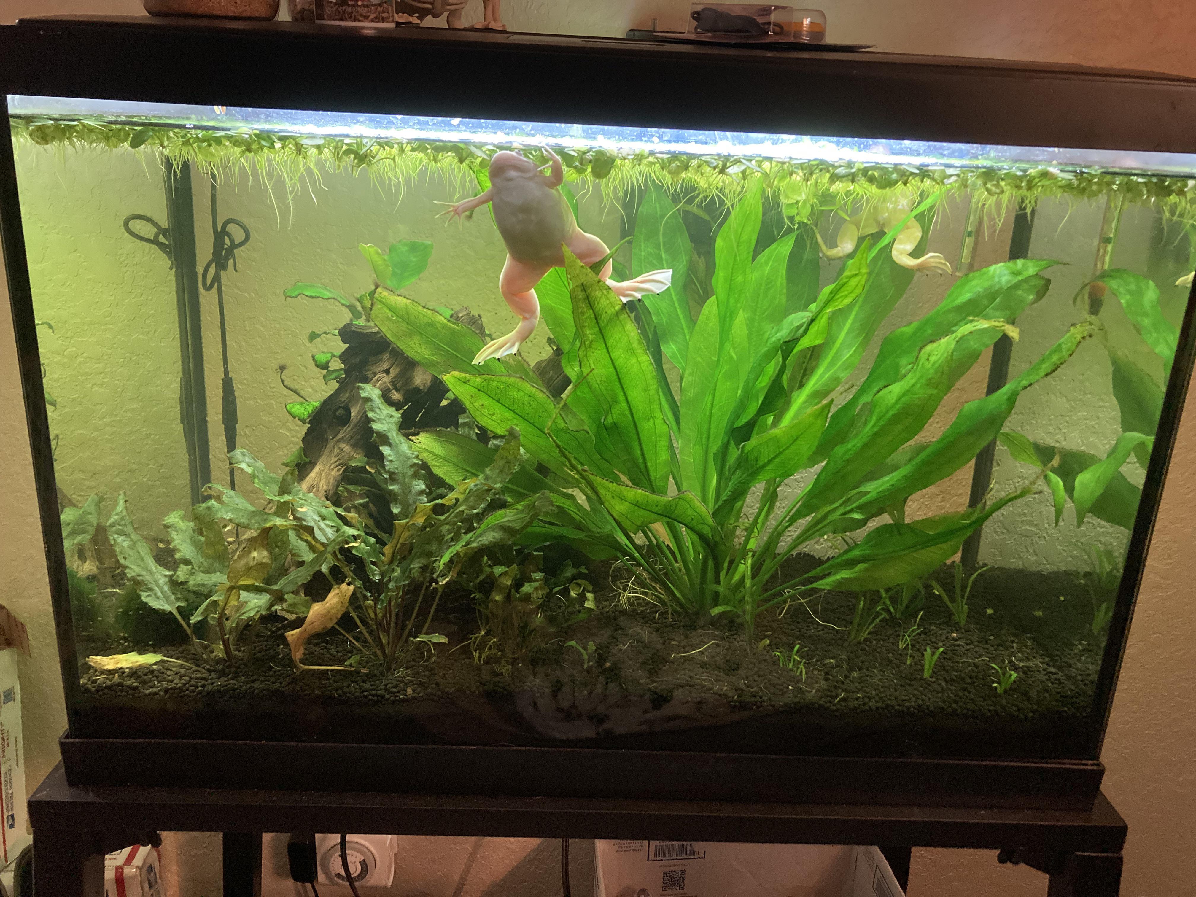 Pet Frog Tank