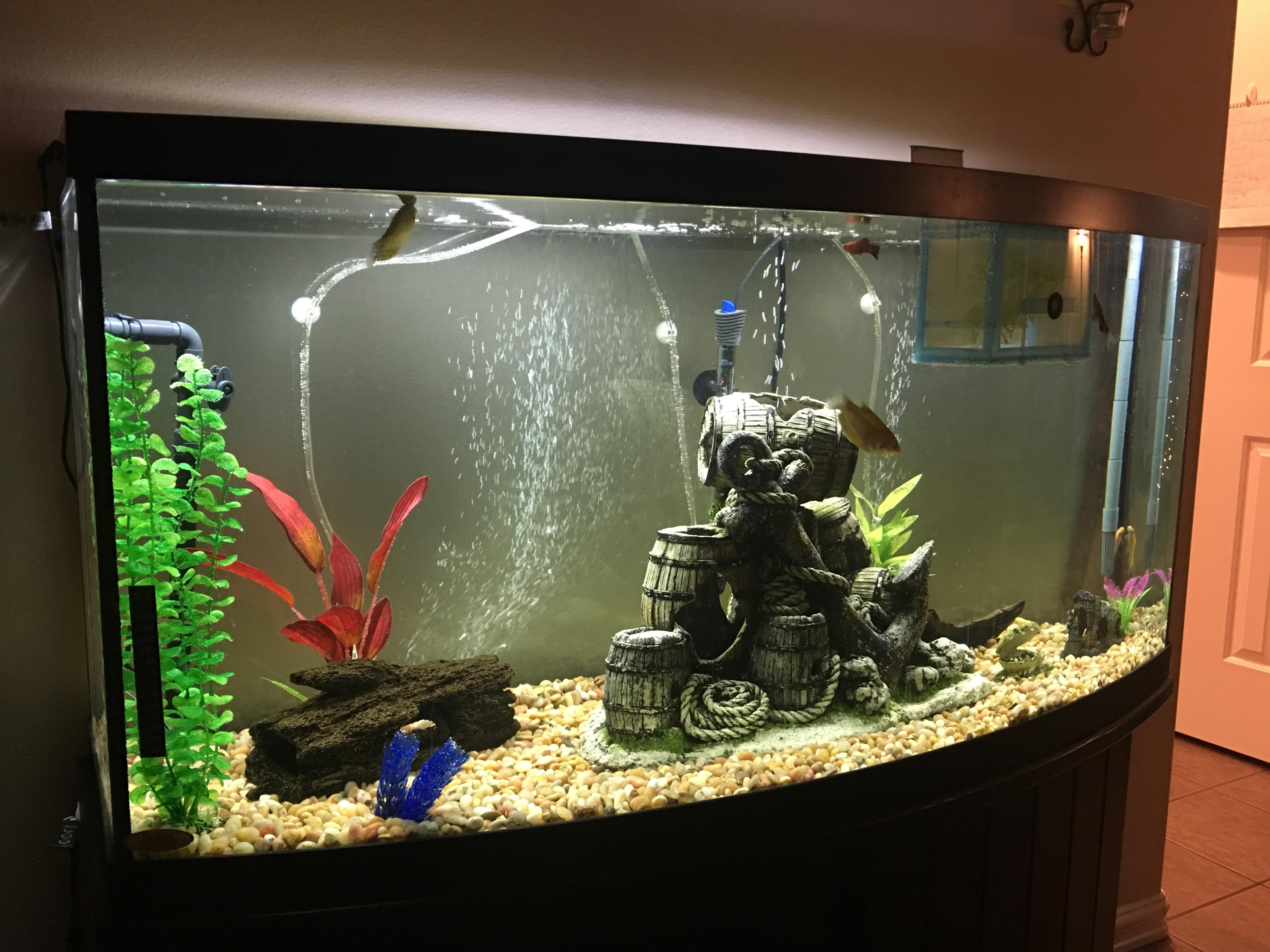 Aquarium Plants Dying After Water Change