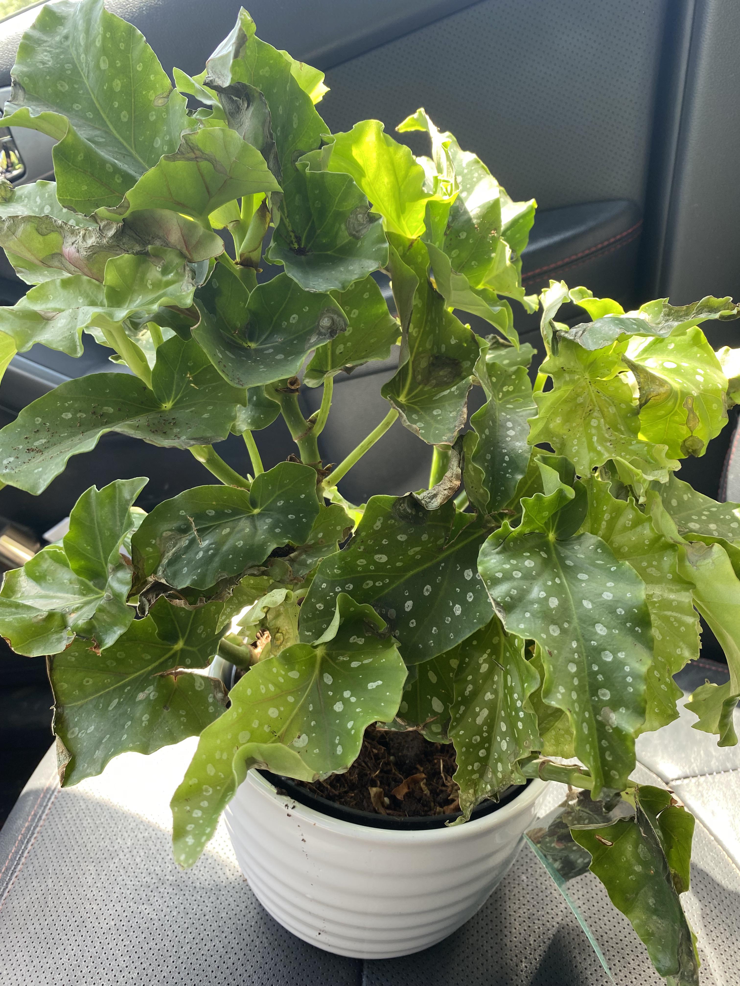 Maculata keeps dropping leaves begonias