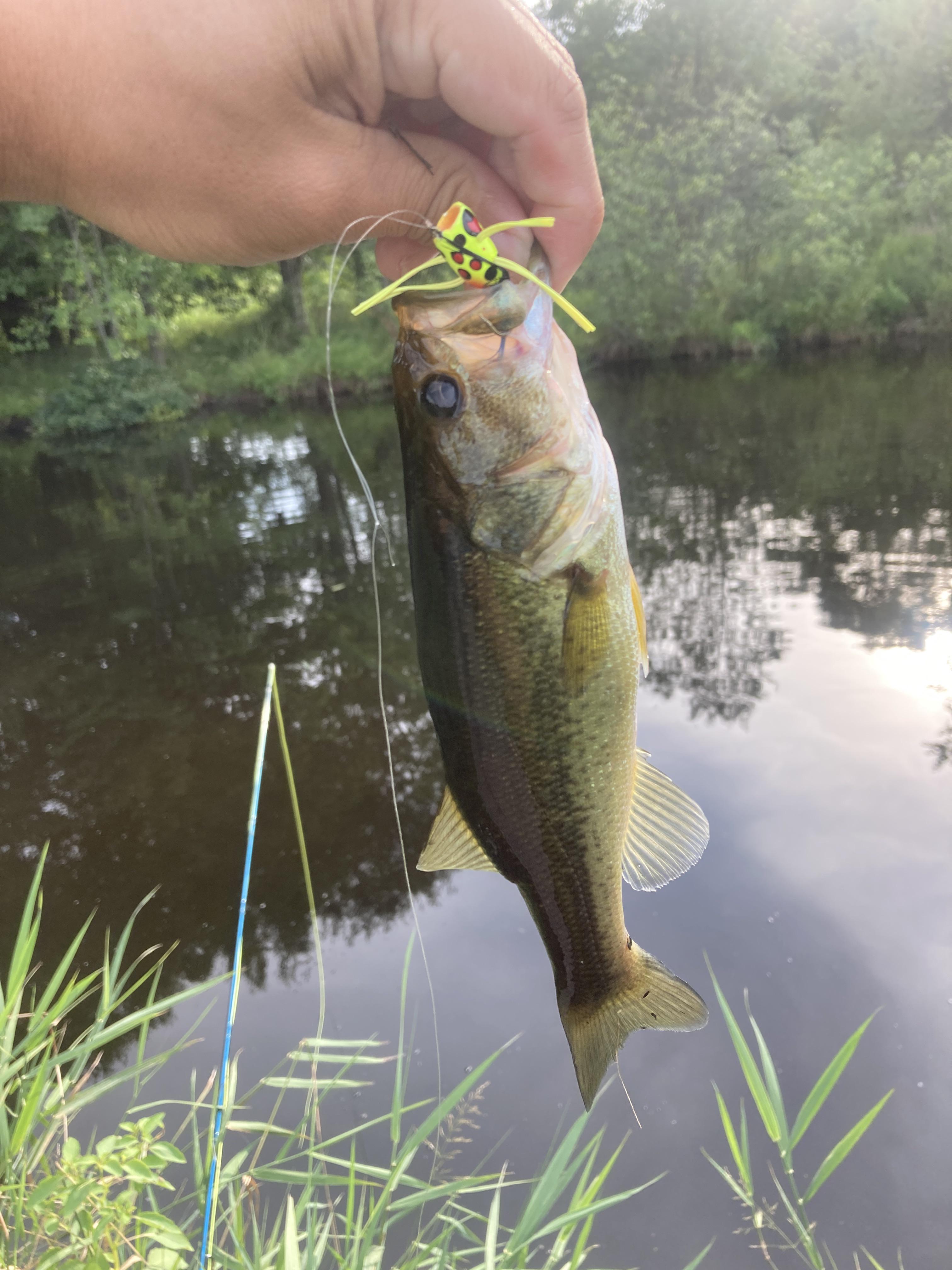 Top water fly fishing for bass is awesome r/bassfishing