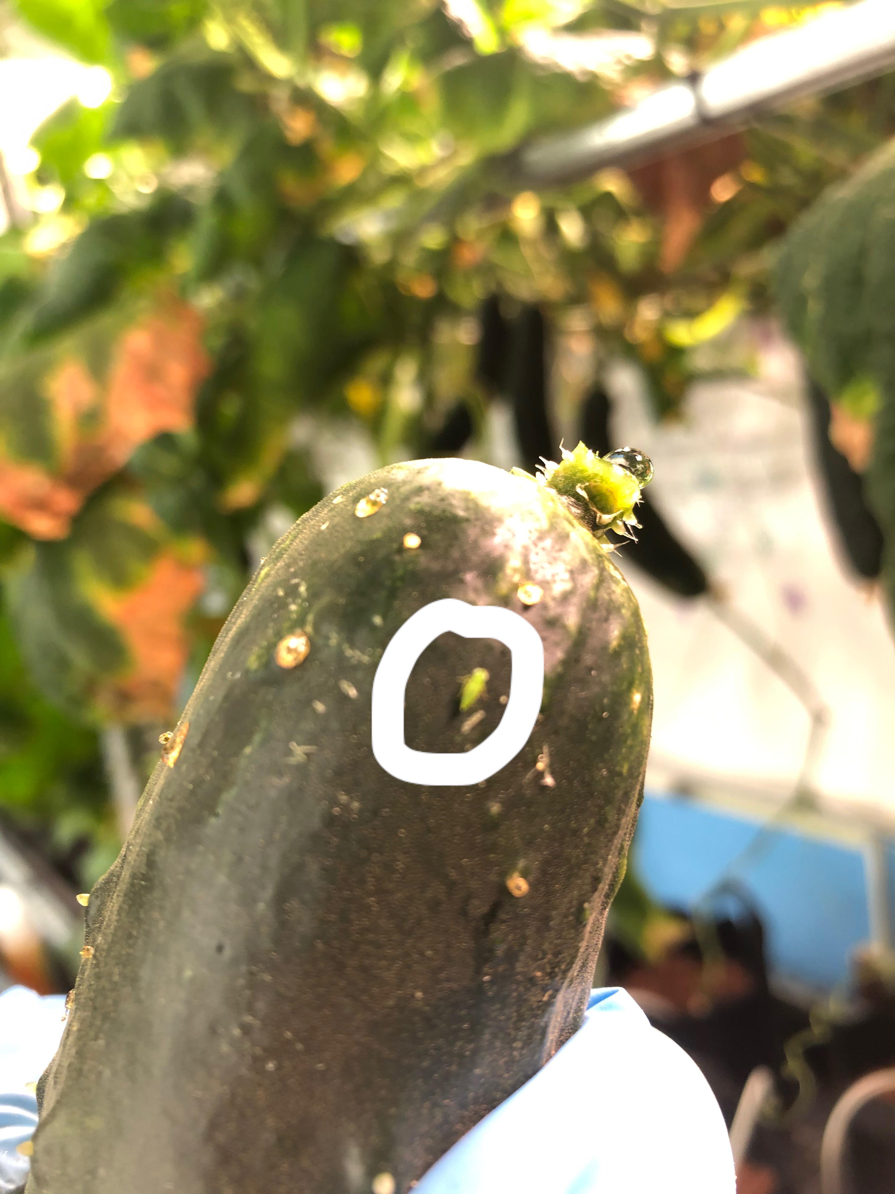 Green bug on cukes (grown hydroponically). These critters are fast