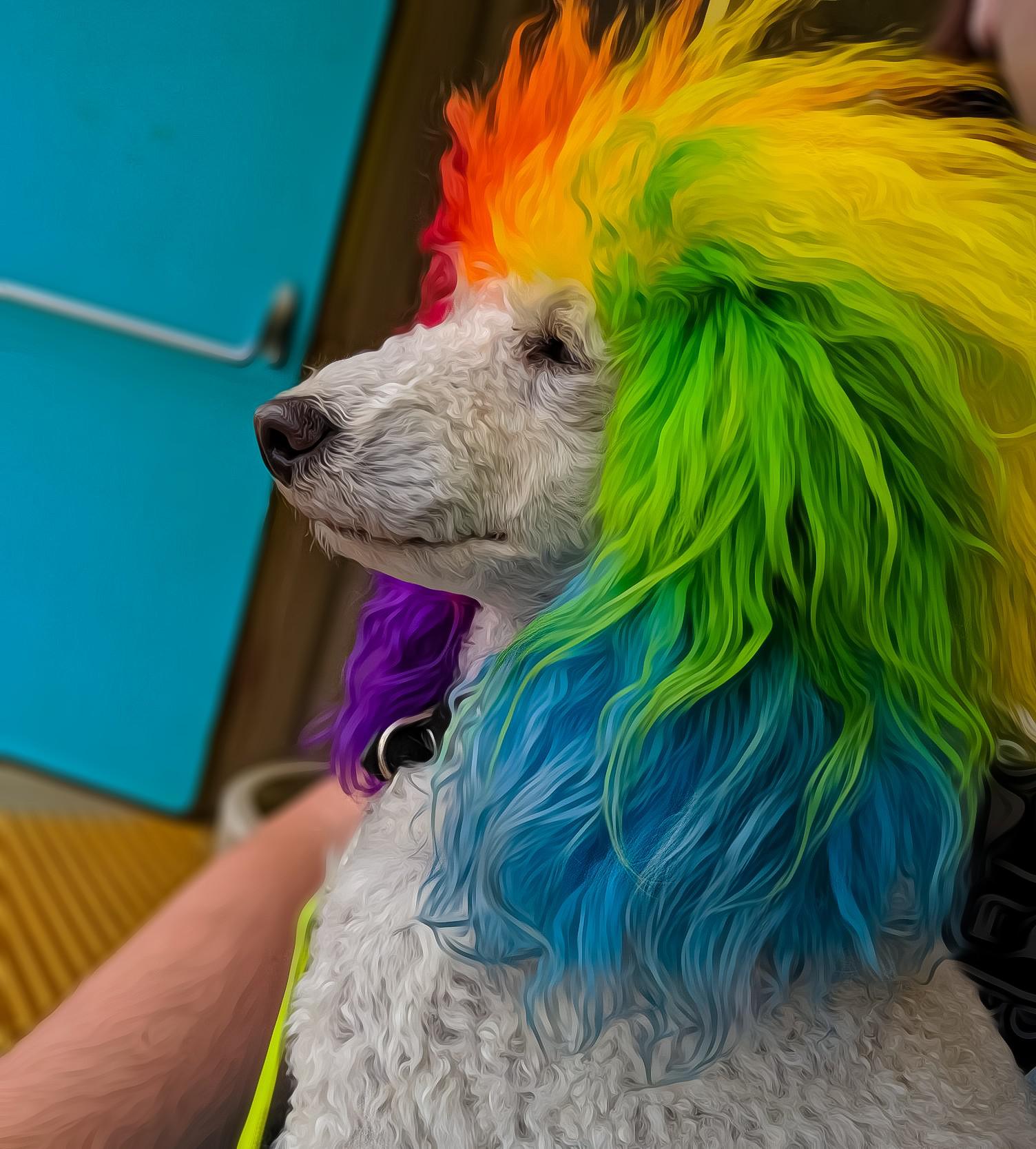 a rainbow toy poodle named Ferris Bueller r/poodles