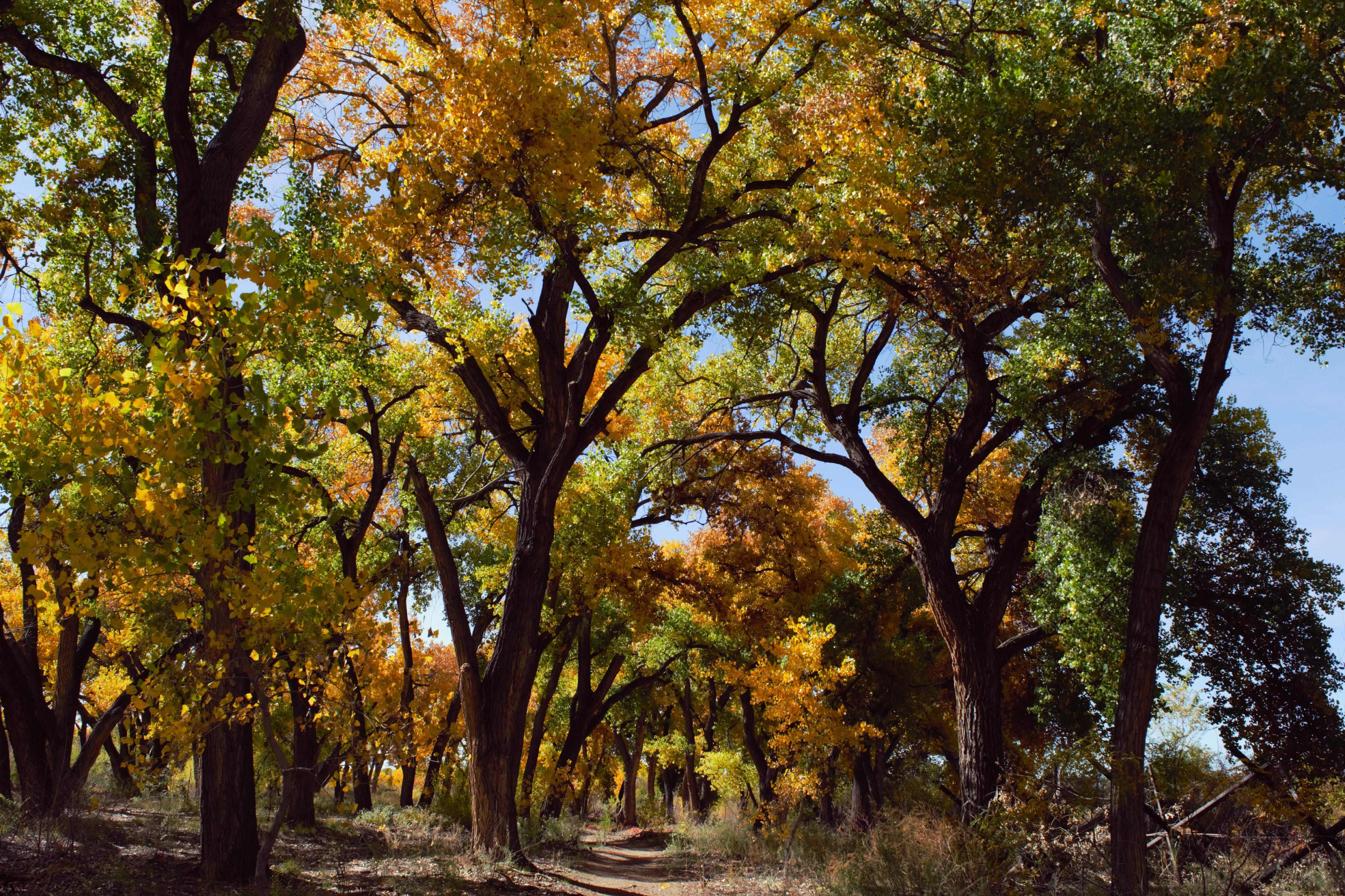 Bosque Trail. Albuquerque, New Mexico. [OC] r/AutumnPorn