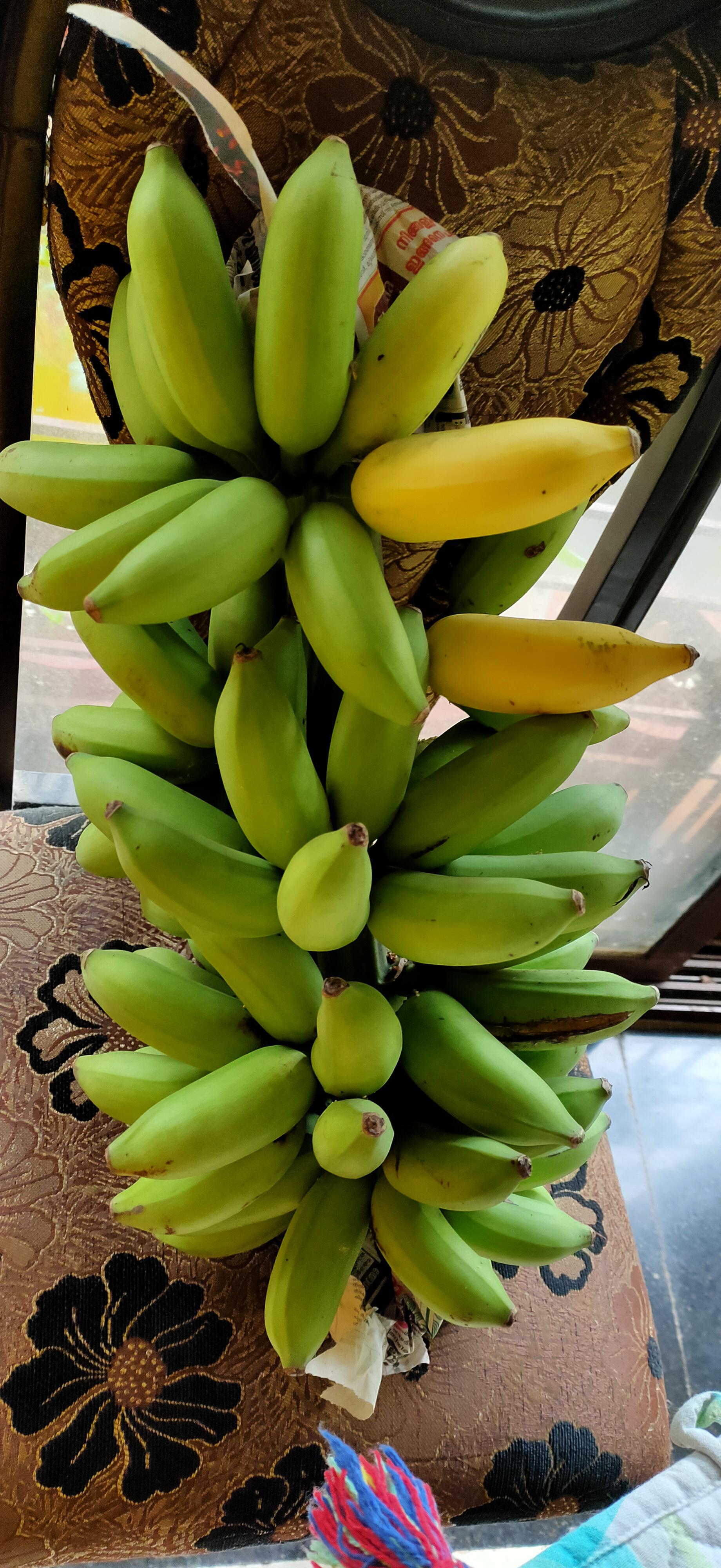Organic bananas harvested from our Garden gardening