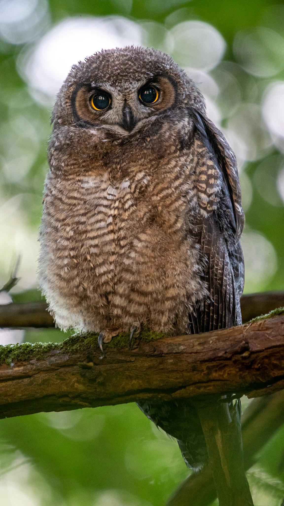 a great horned owl without the horns r/Superbowl