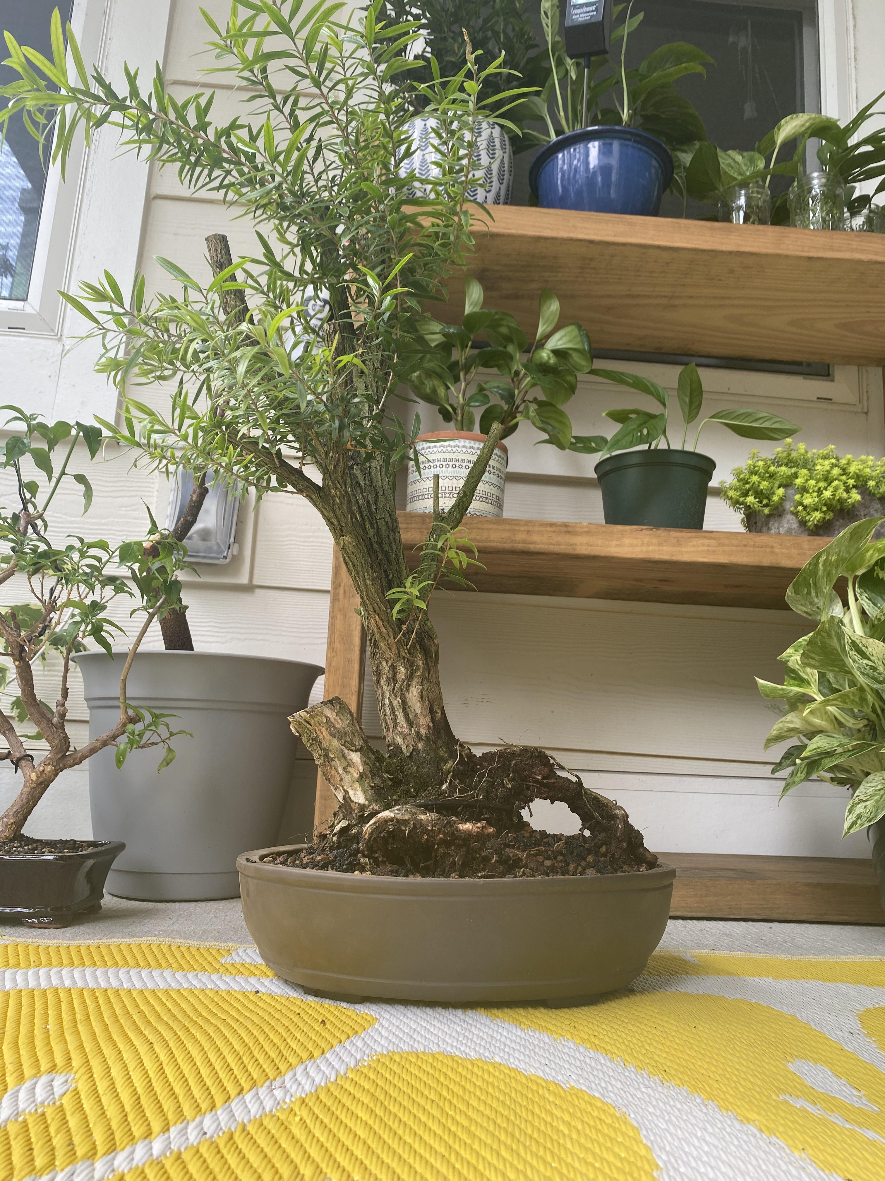 New tree alert! Old bottlebrush tree r/Bonsai