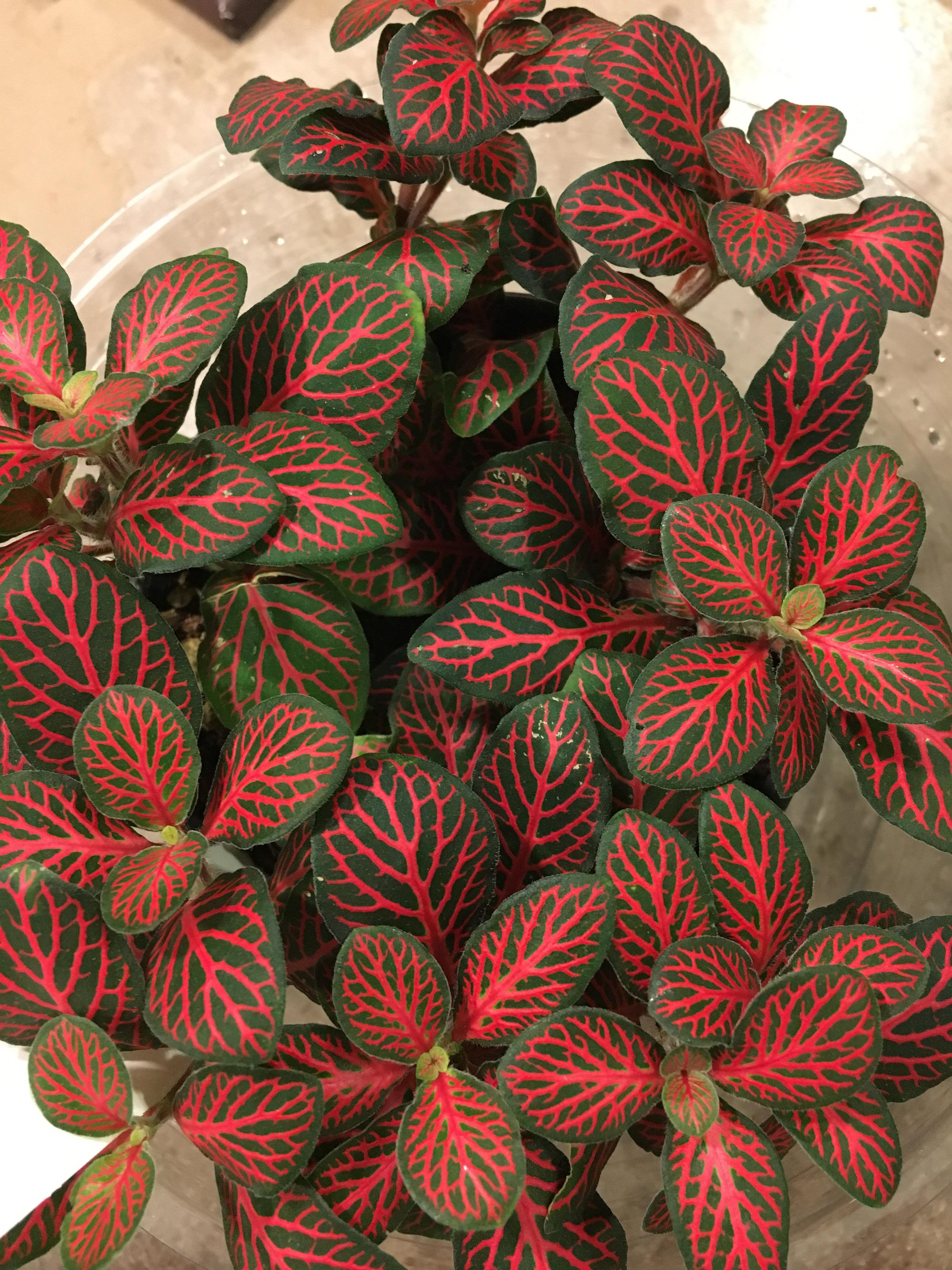 My new favorite! Red Veined Nerve Plant (Fittonia