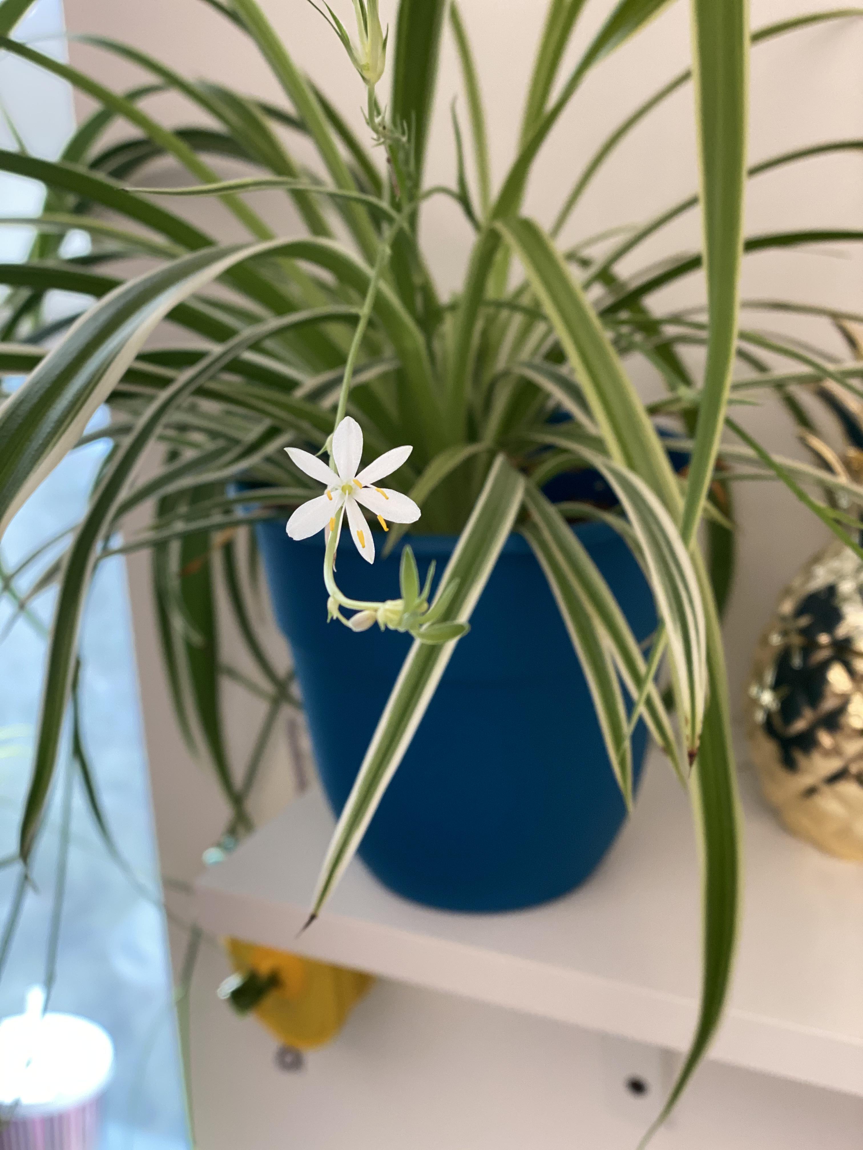 How To Get Rid Of Gnats In Plants Reddit TOKHOW