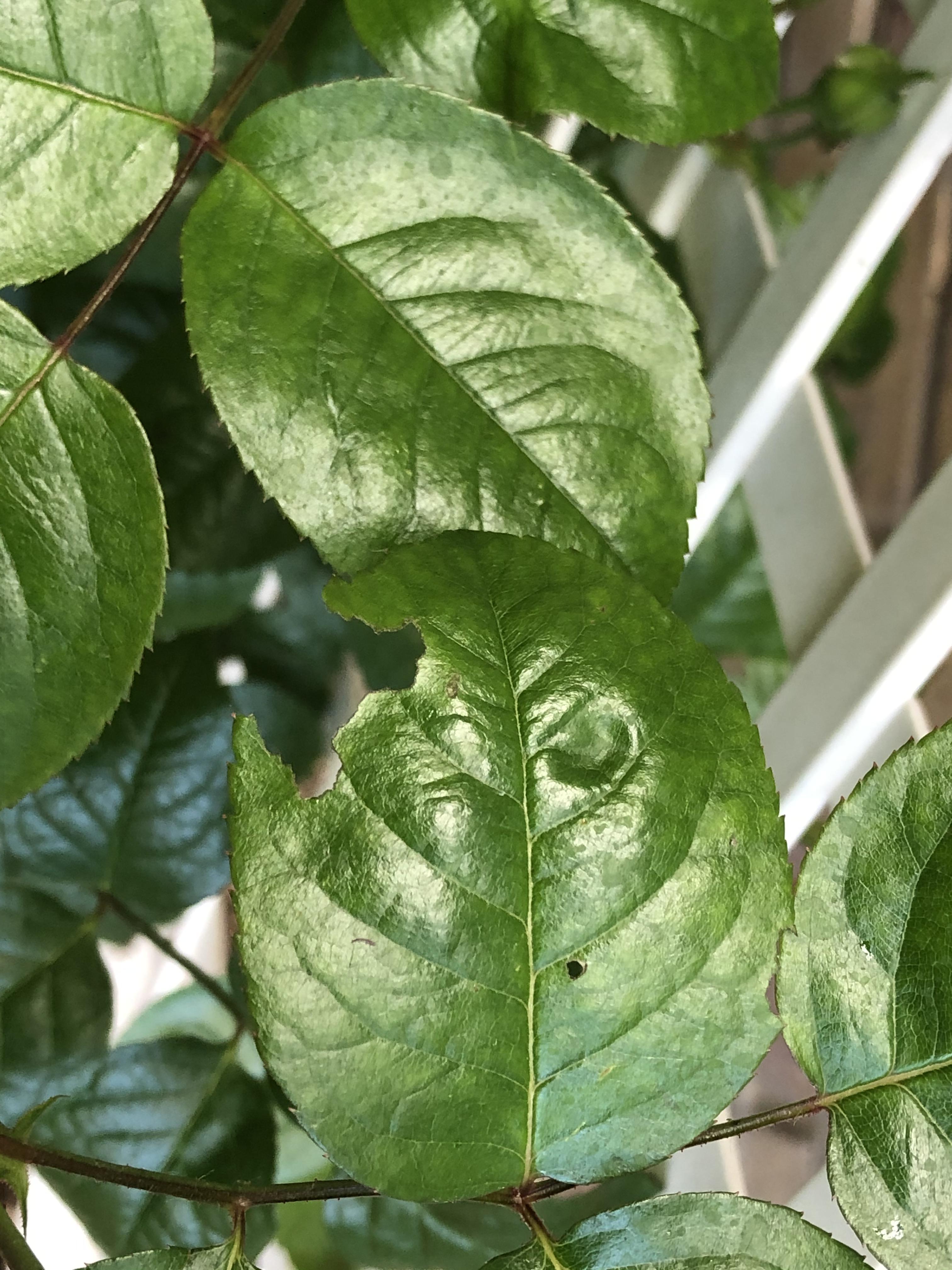 What's eating my rose leaves? First time growing a rose bush r/gardening