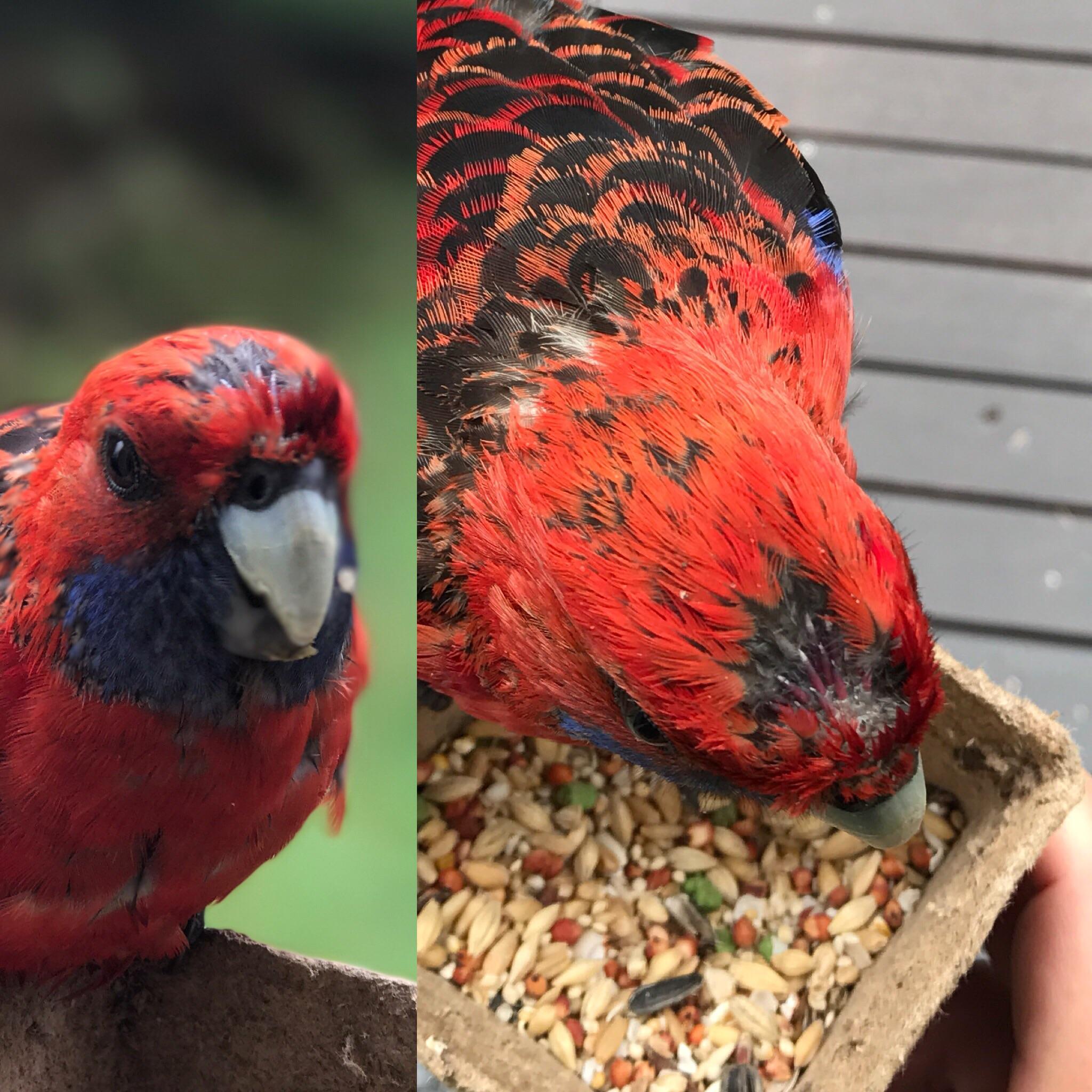 Feather issues. Parrot people of Reddit, this wild Crimson Rosella