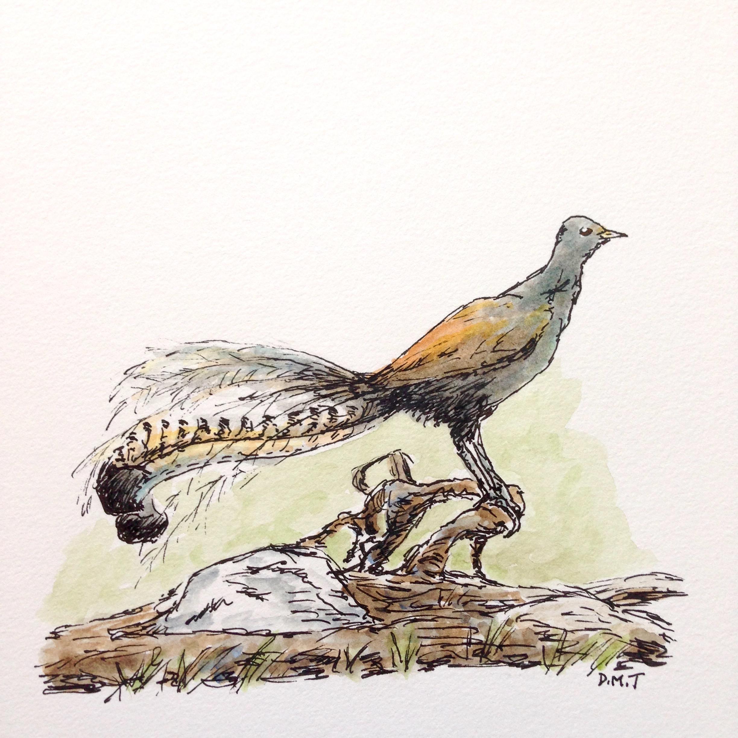 Lyrebird pen and watercolor drawing