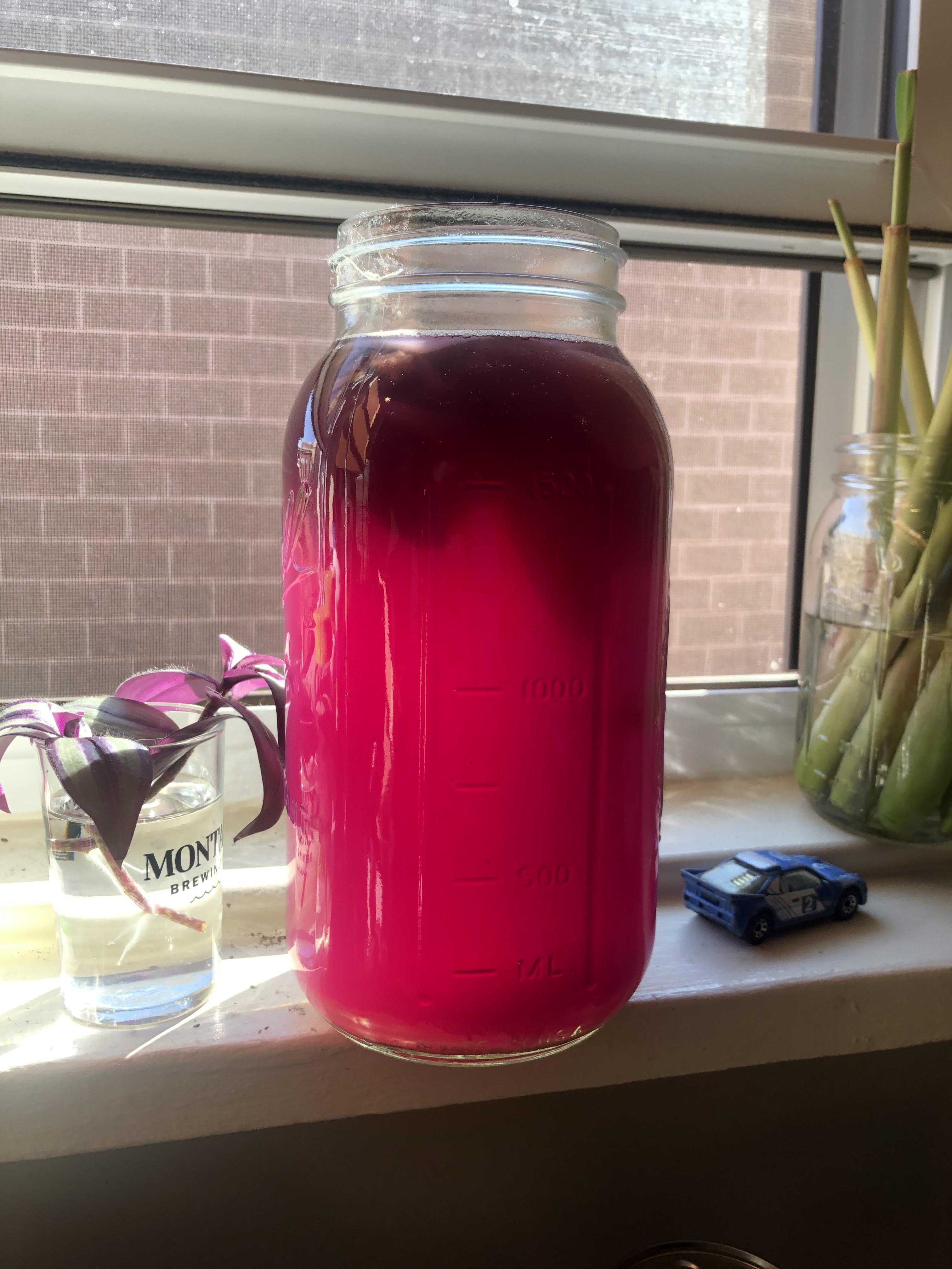 1F with gunpowder green and butterfly pea flower mix r/Kombucha