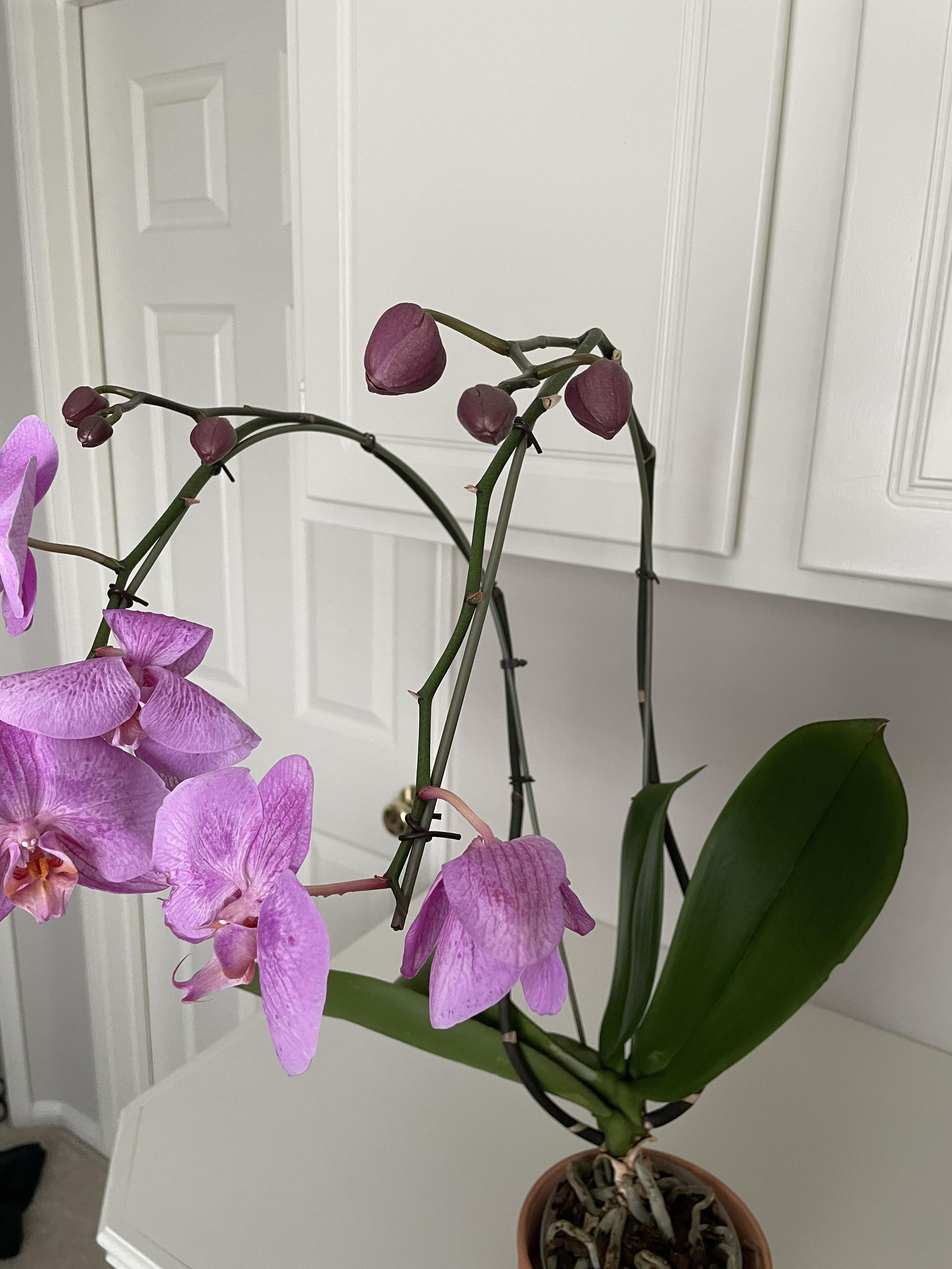 Orchid flowers falling off but they are not dry r/orchids