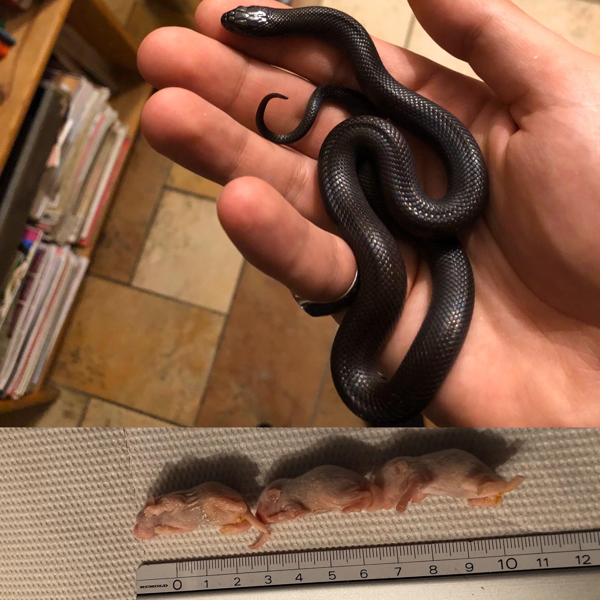Mexican Black Kingsnake