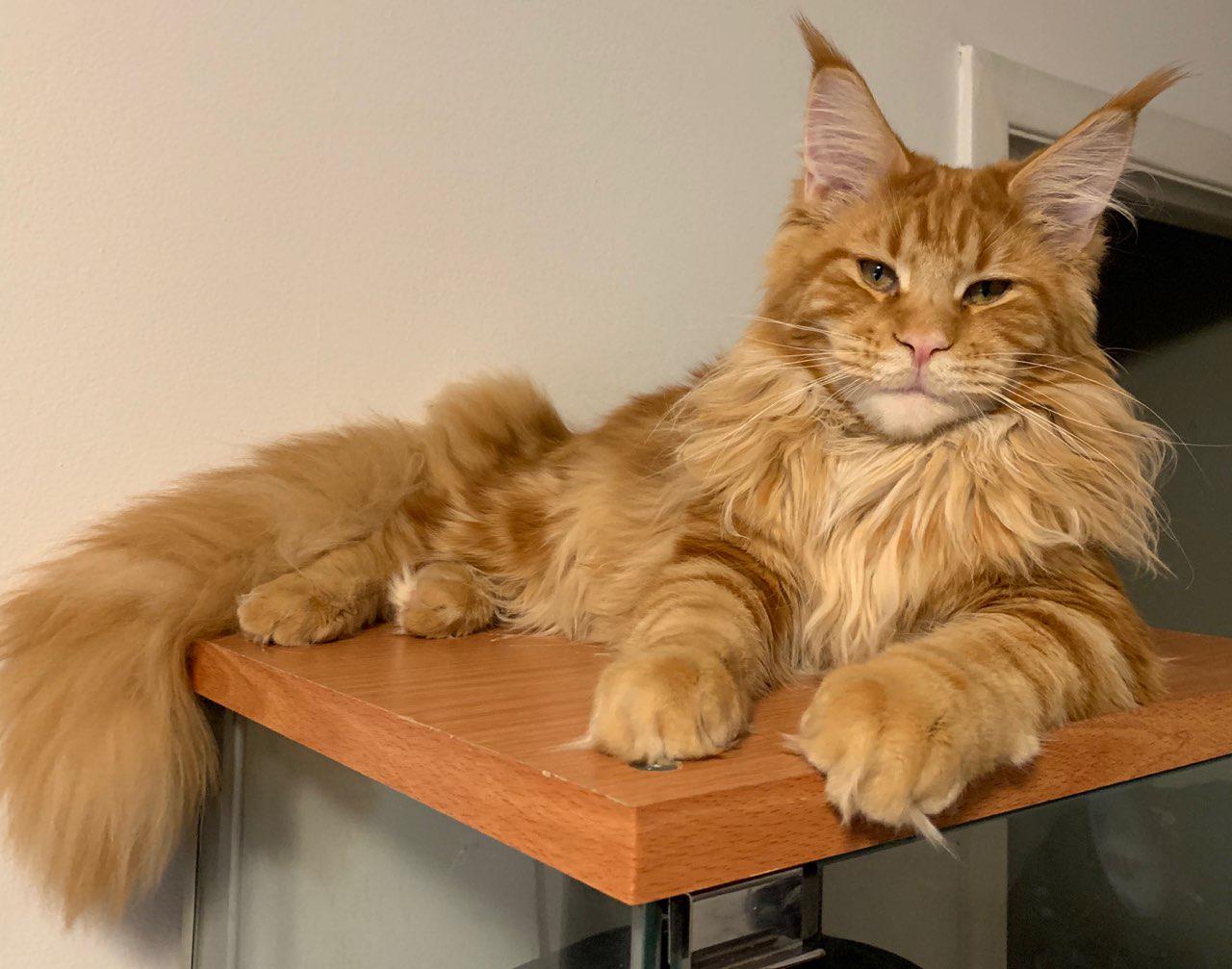 My lion r/mainecoons