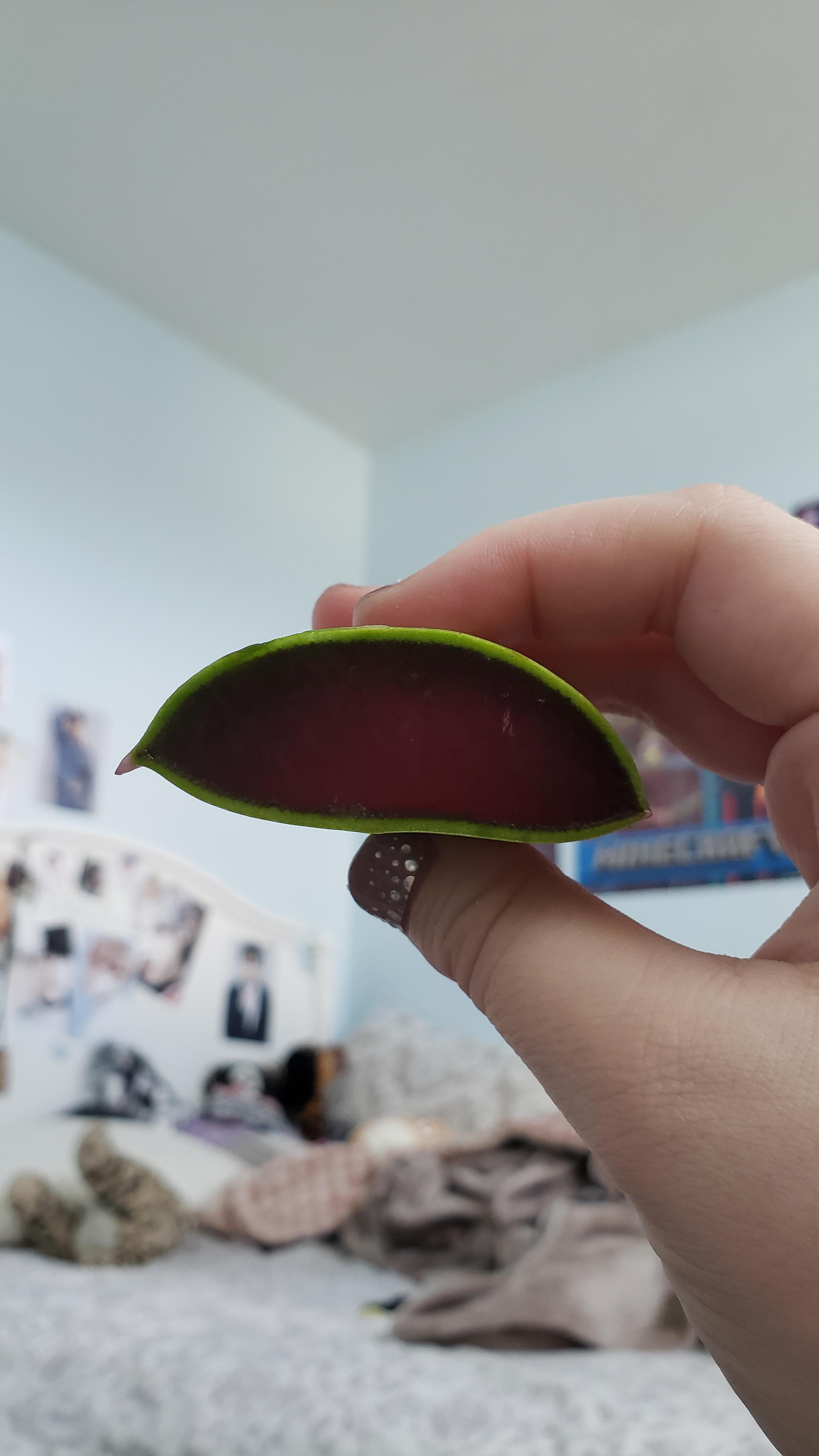 I bought some aloe vera from the grocery store and uh... um... what