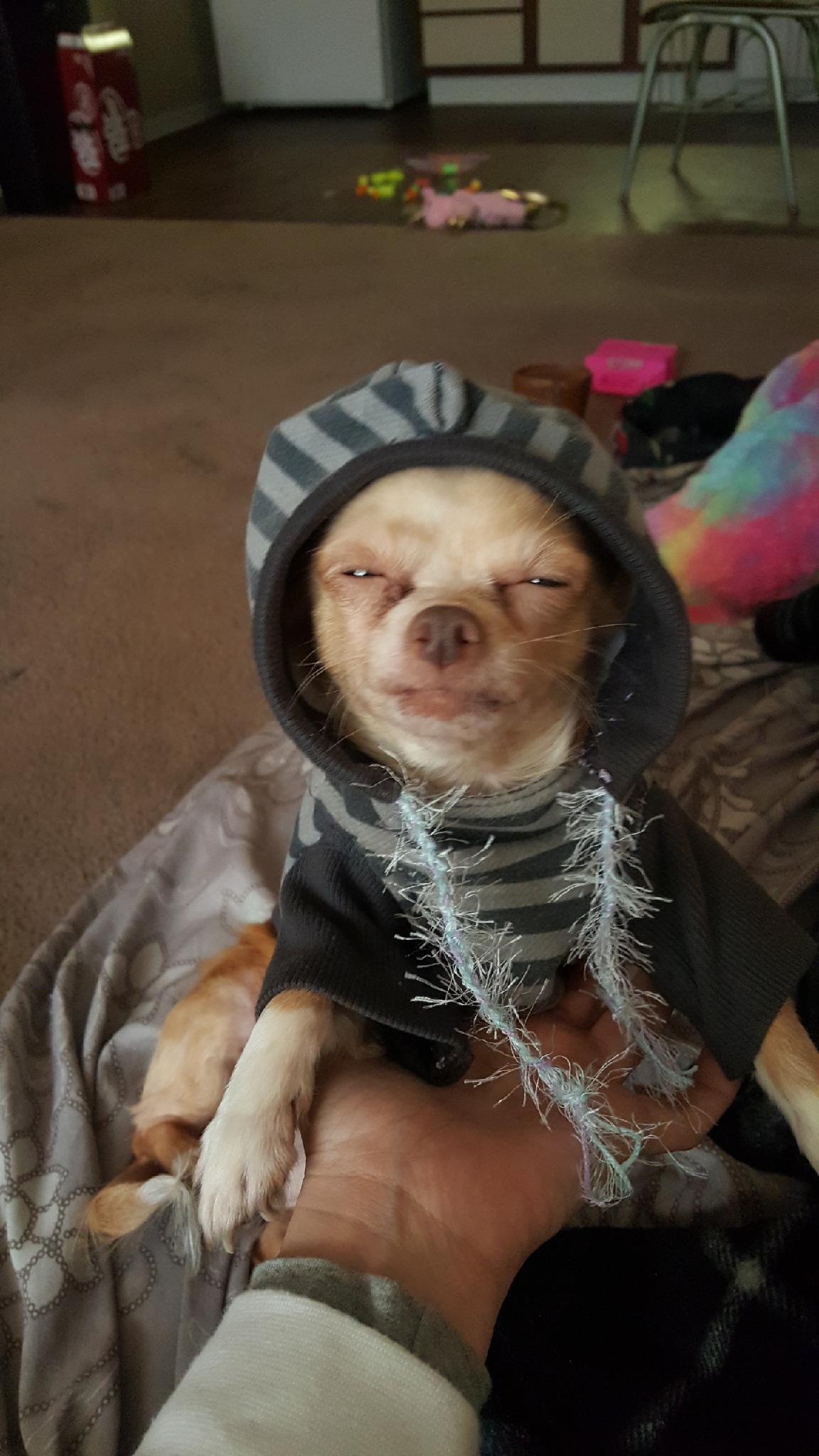 Dog on crack NoahGetTheBoat
