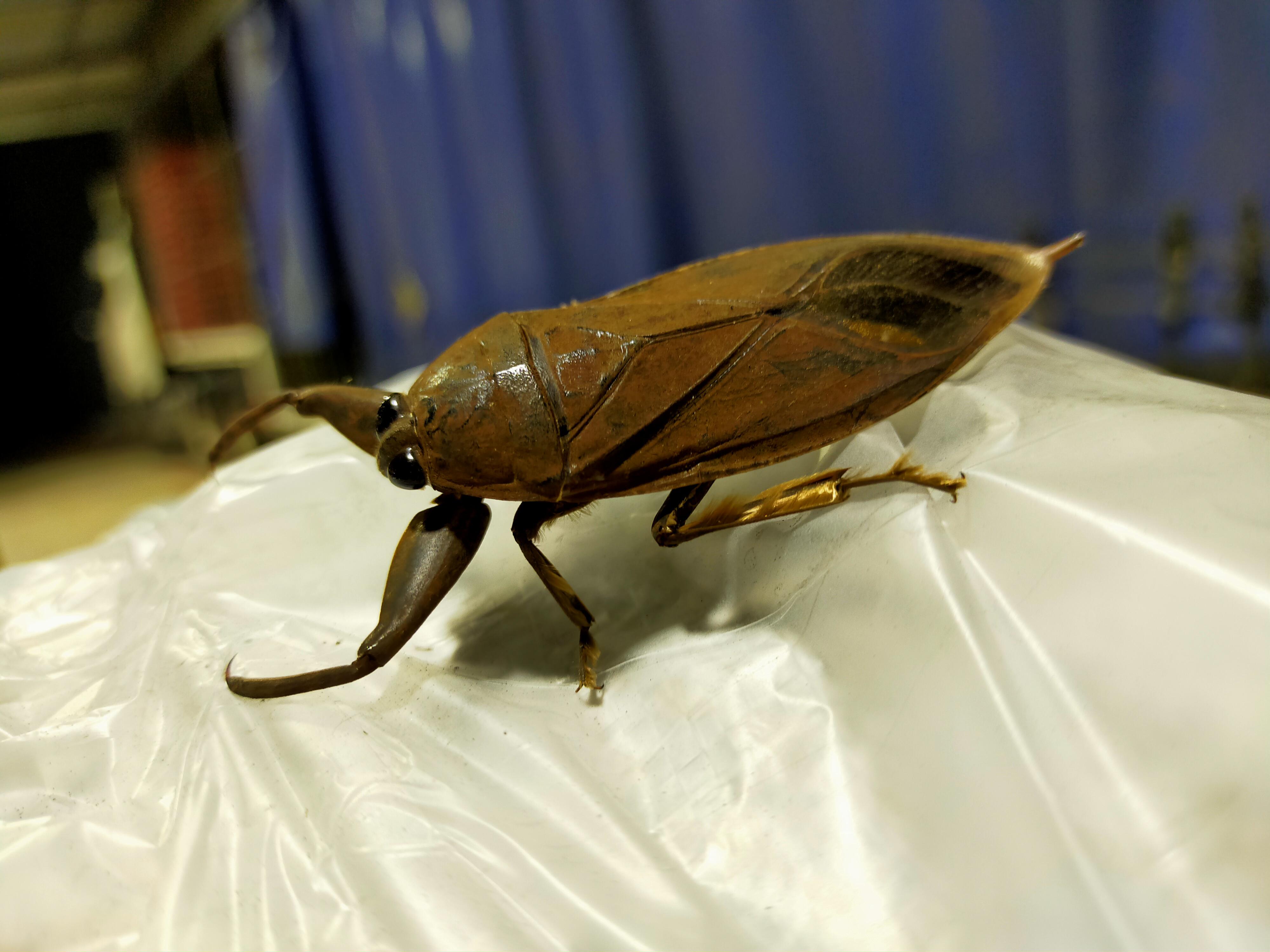 No ID needed, just a beautiful giant water bug. QLD, Australia. r/whatsthisbug